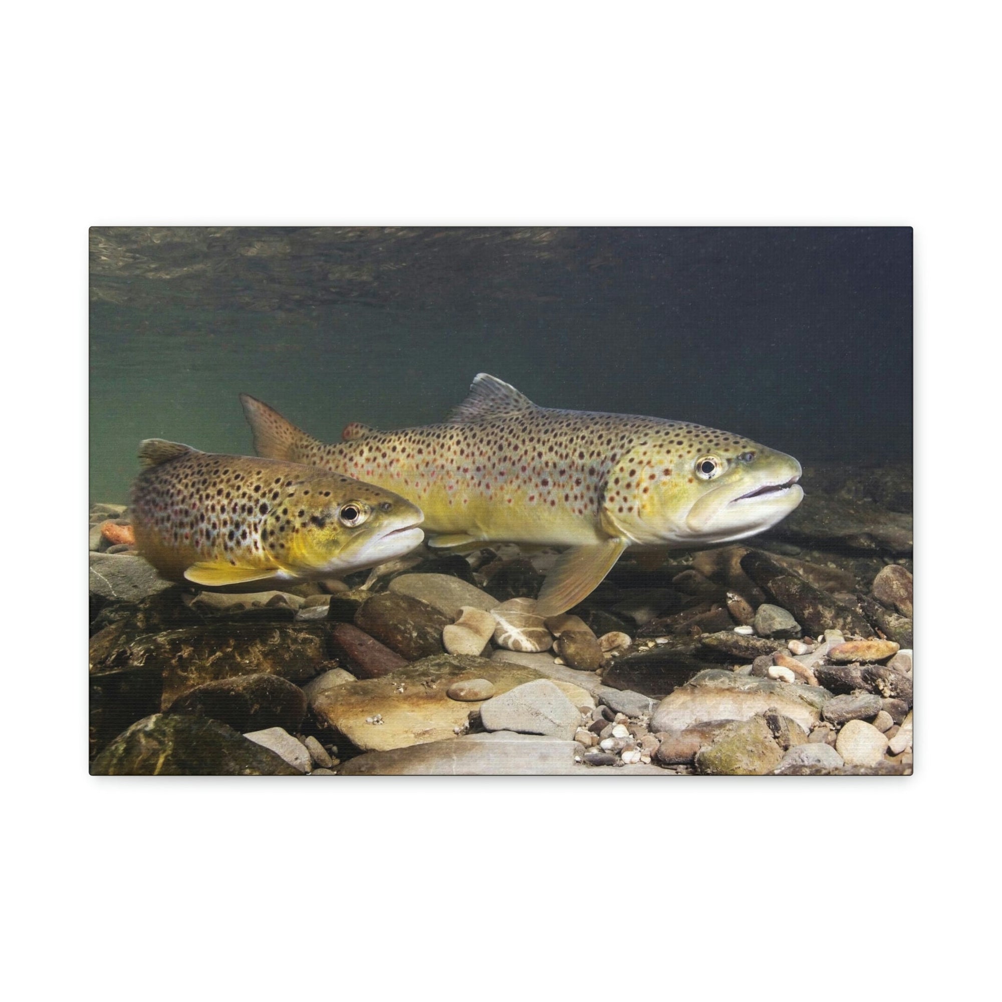 Scripture Walls Trout Couple Trout Couple Print Animal Wall Art Wildlife Canvas Prints Wall Art Ready to Hang Unframed-Express Your Love Gifts