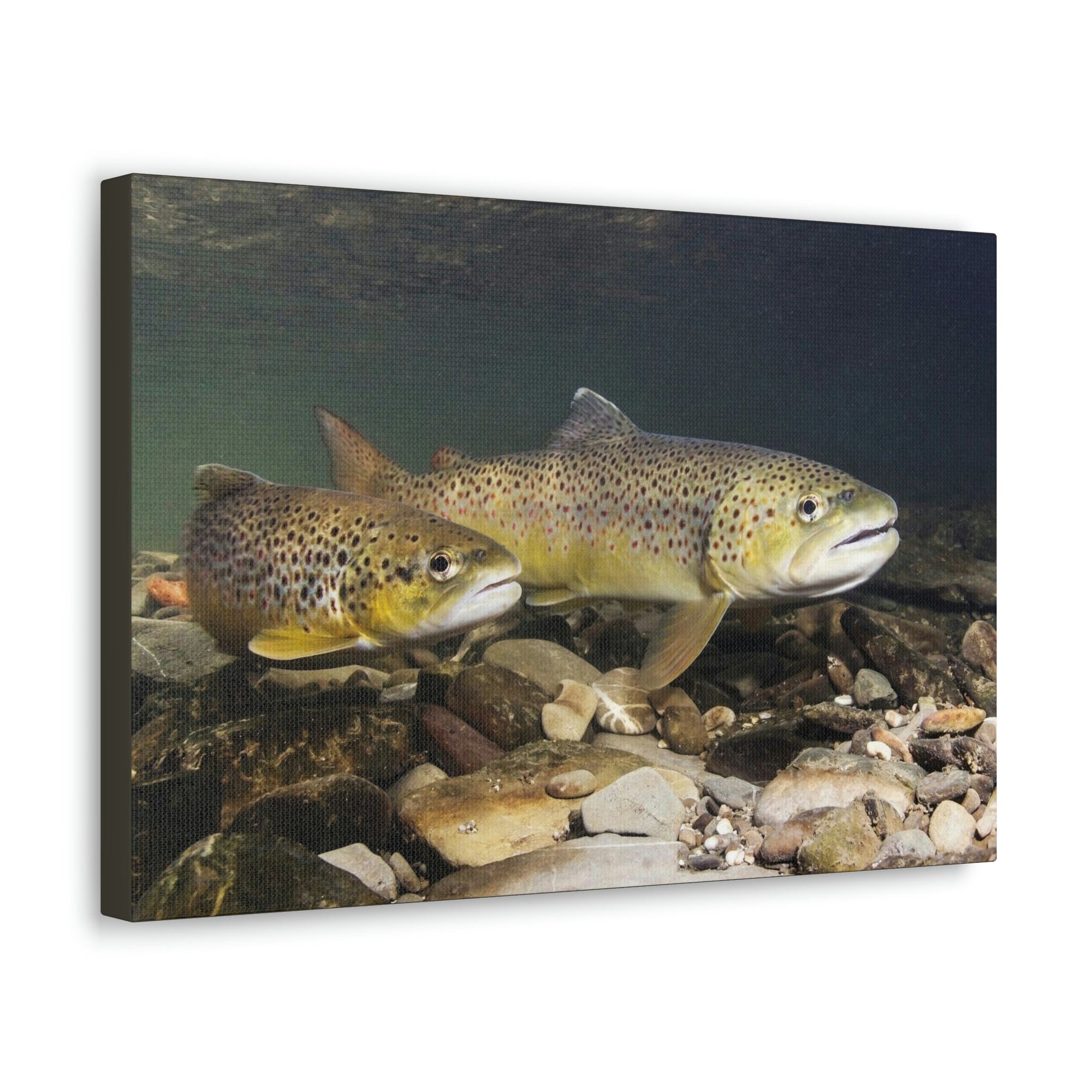 Scripture Walls Trout Couple Trout Couple Print Animal Wall Art Wildlife Canvas Prints Wall Art Ready to Hang Unframed-Express Your Love Gifts