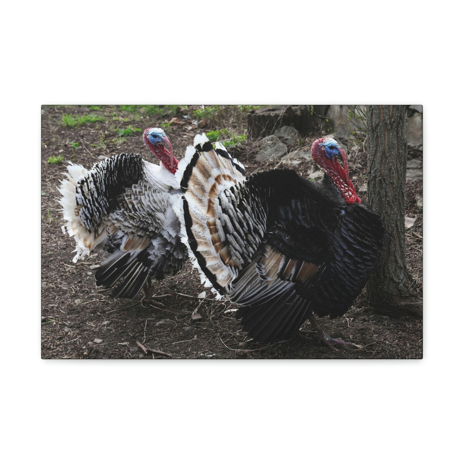 Scripture Walls Turkey Couple Turkey Couple Print Animal Wall Art Wildlife Canvas Prints Wall Art Ready to Hang Unframed-Express Your Love Gifts