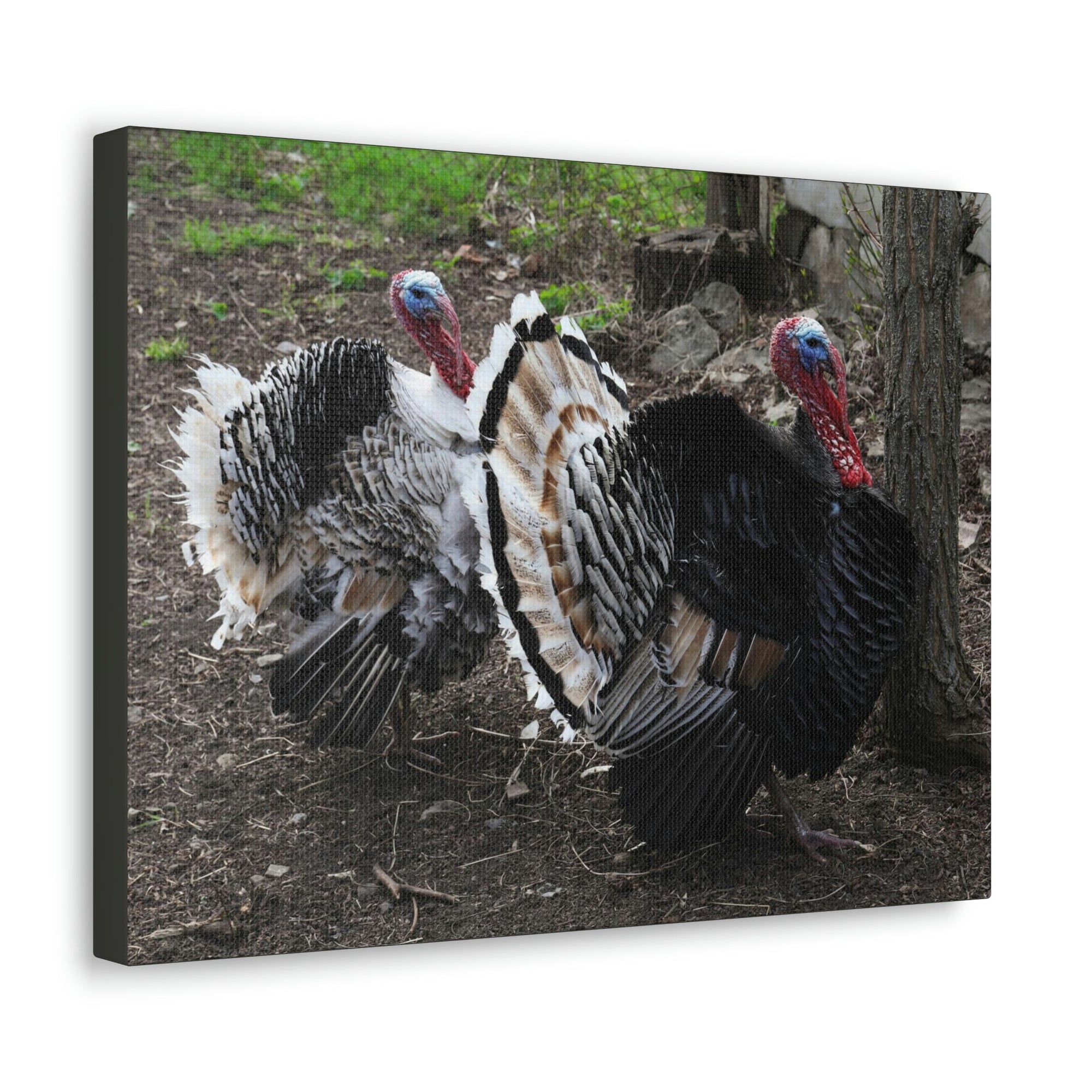 Scripture Walls Turkey Couple Turkey Couple Print Animal Wall Art Wildlife Canvas Prints Wall Art Ready to Hang Unframed-Express Your Love Gifts