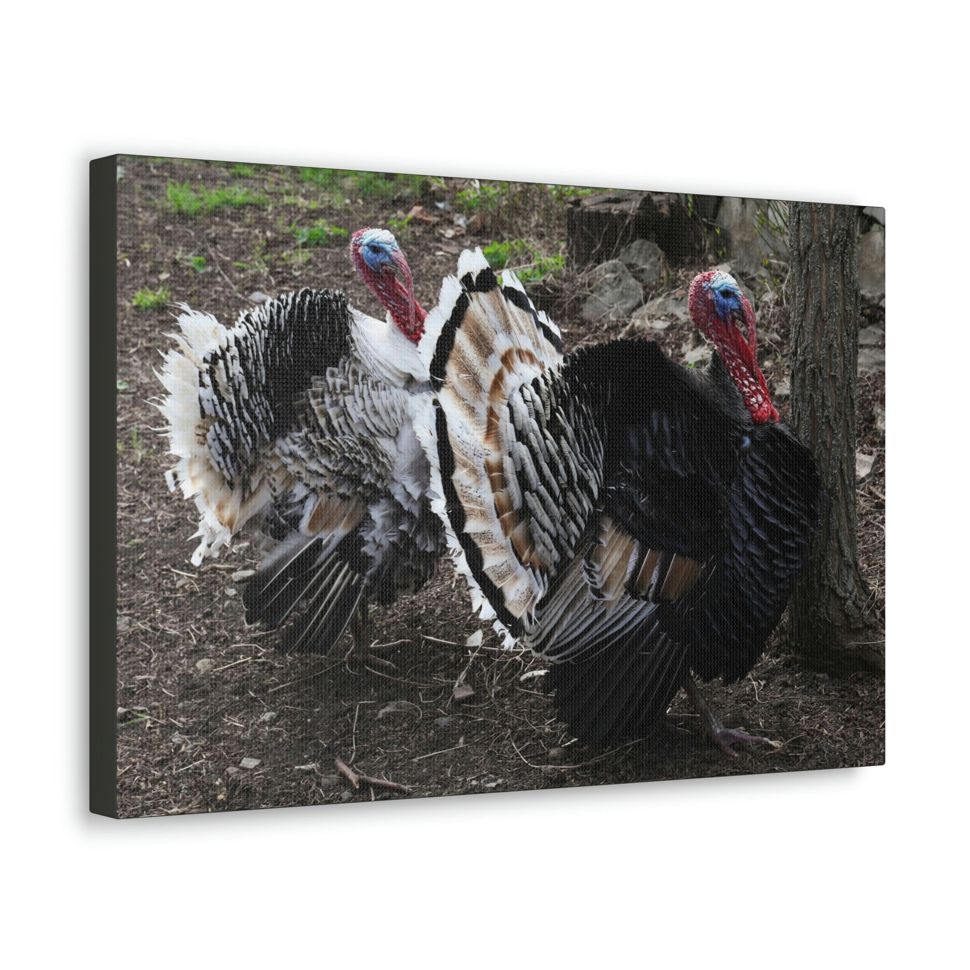 Scripture Walls Turkey Couple Turkey Couple Print Animal Wall Art Wildlife Canvas Prints Wall Art Ready to Hang Unframed-Express Your Love Gifts