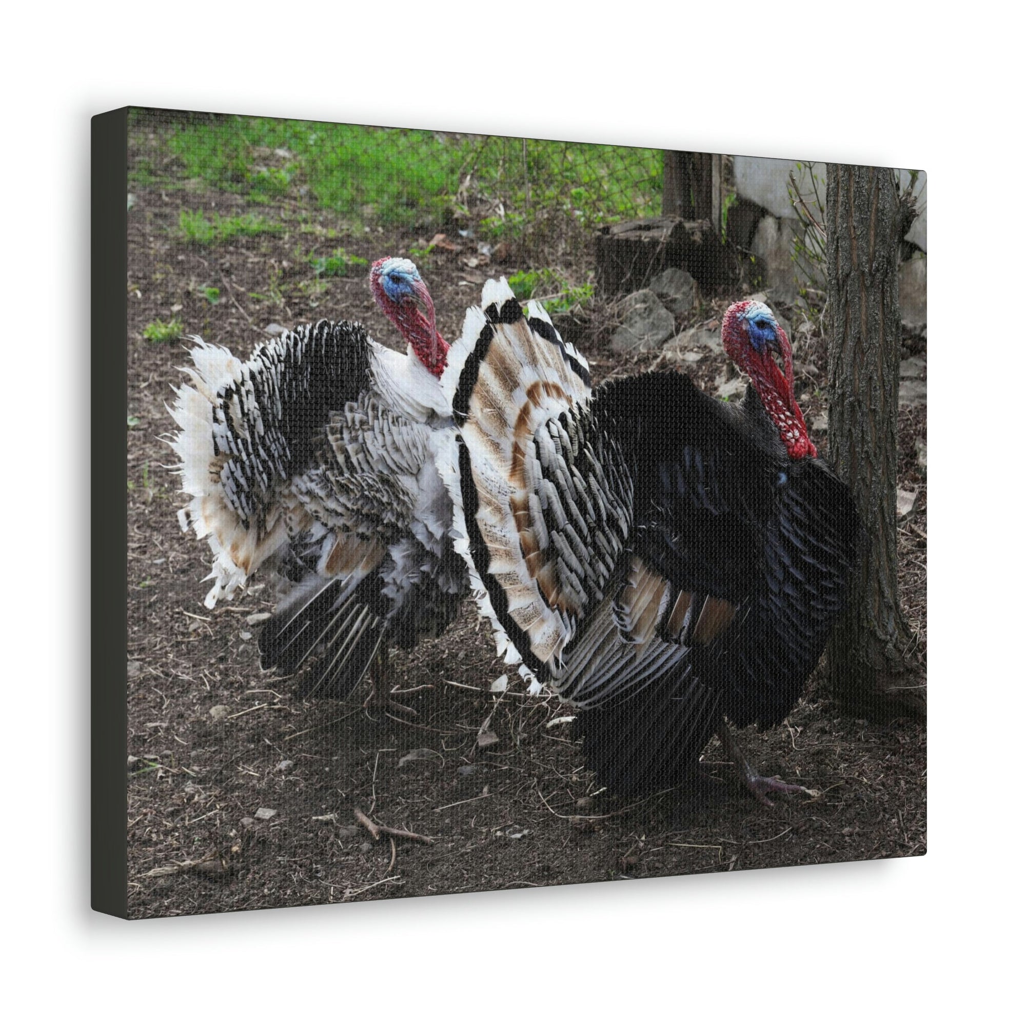 Scripture Walls Turkey Couple Turkey Couple Print Animal Wall Art Wildlife Canvas Prints Wall Art Ready to Hang Unframed-Express Your Love Gifts