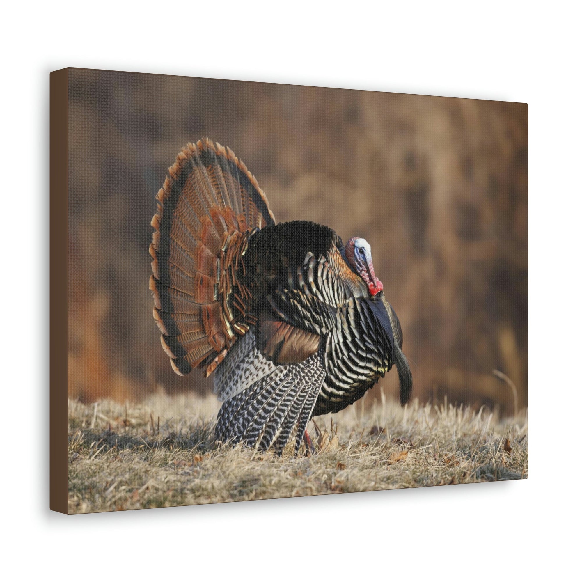 Scripture Walls Turkey Hunting Turkey on Hunt Print Animal Wall Art Wildlife Canvas Prints Wall Art Ready to Hang Unframed-Express Your Love Gifts