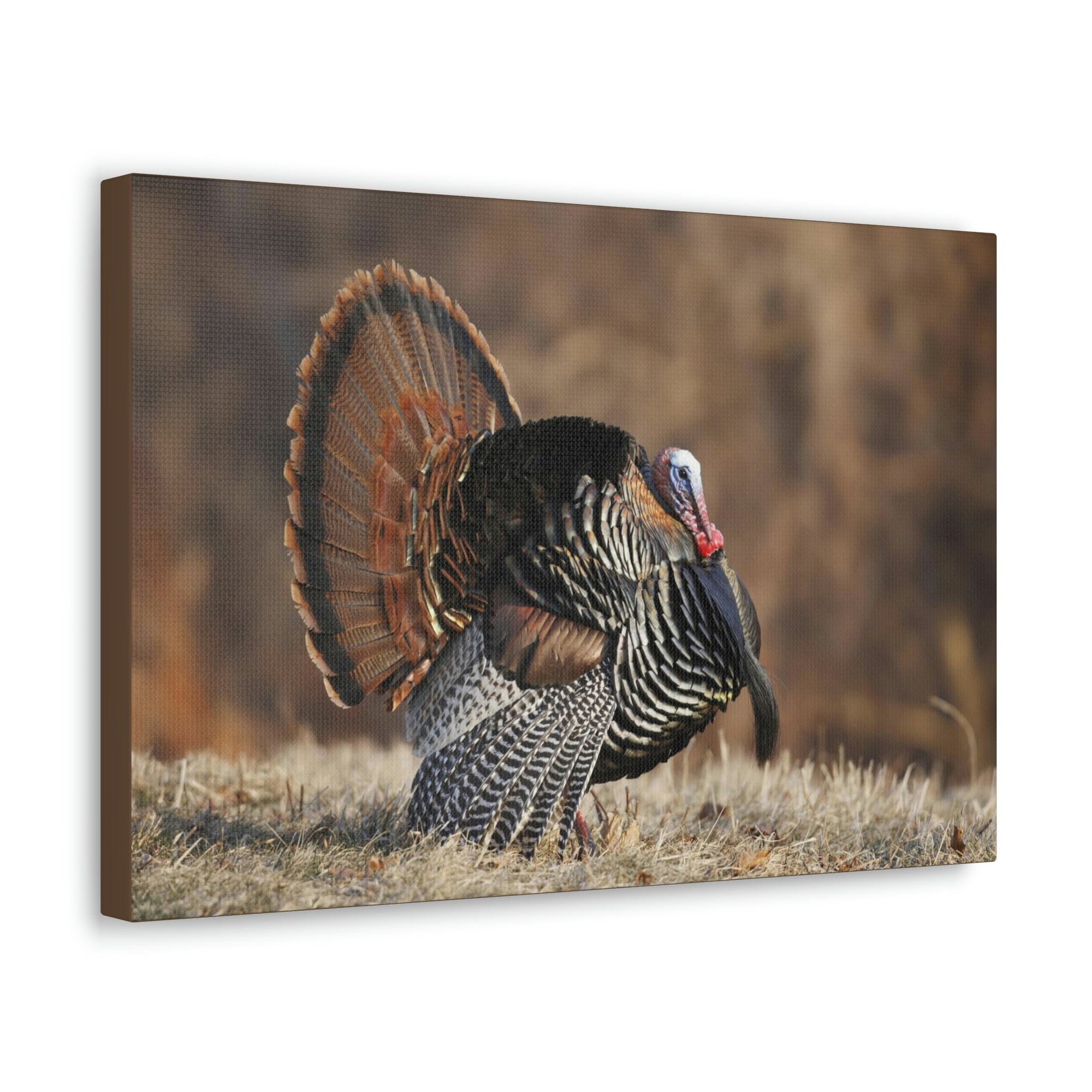 Scripture Walls Turkey Hunting Turkey on Hunt Print Animal Wall Art Wildlife Canvas Prints Wall Art Ready to Hang Unframed-Express Your Love Gifts