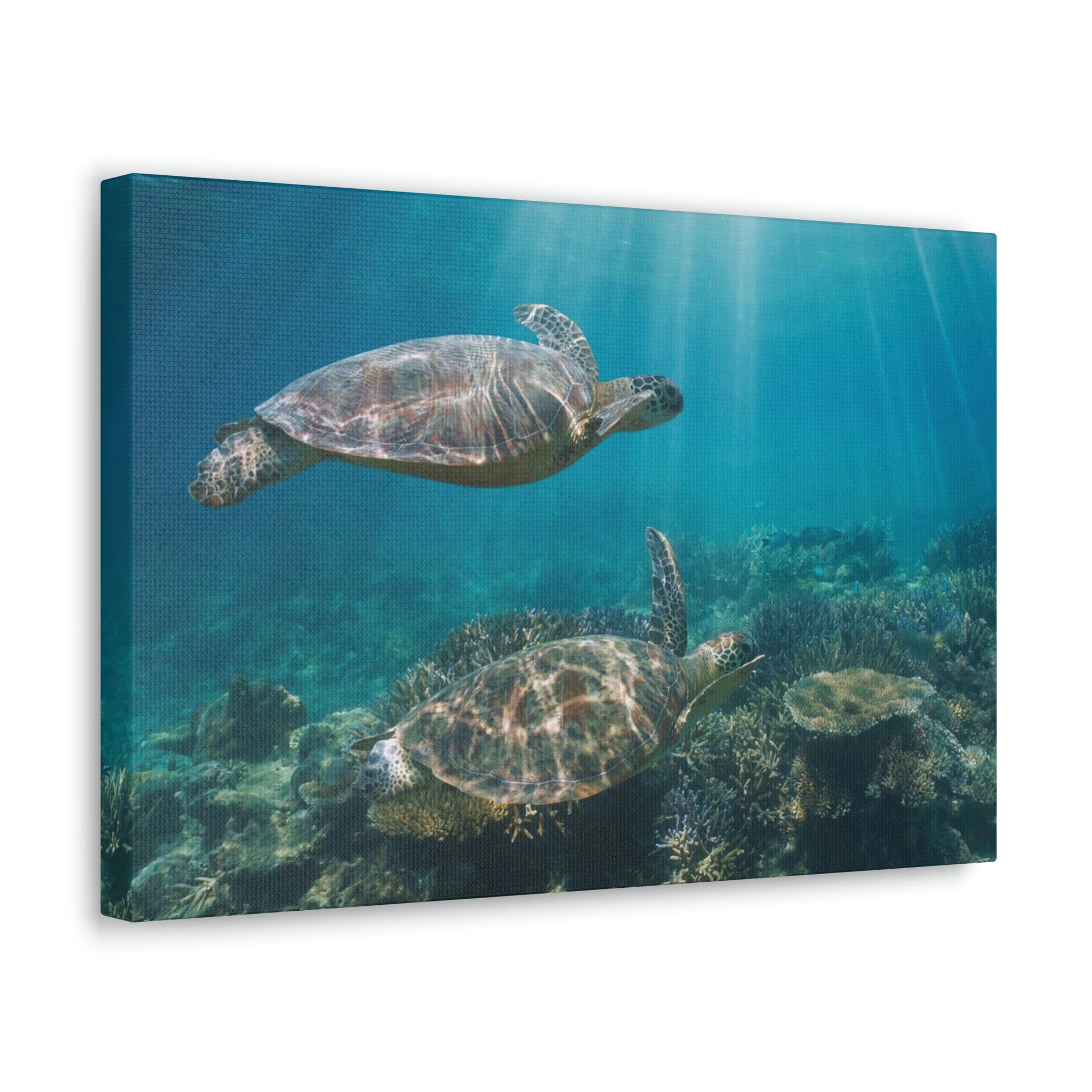 Scripture Walls Turtle Couple Turtle Couple Print Animal Wall Art Wildlife Canvas Prints Wall Art Ready to Hang Unframed-Express Your Love Gifts