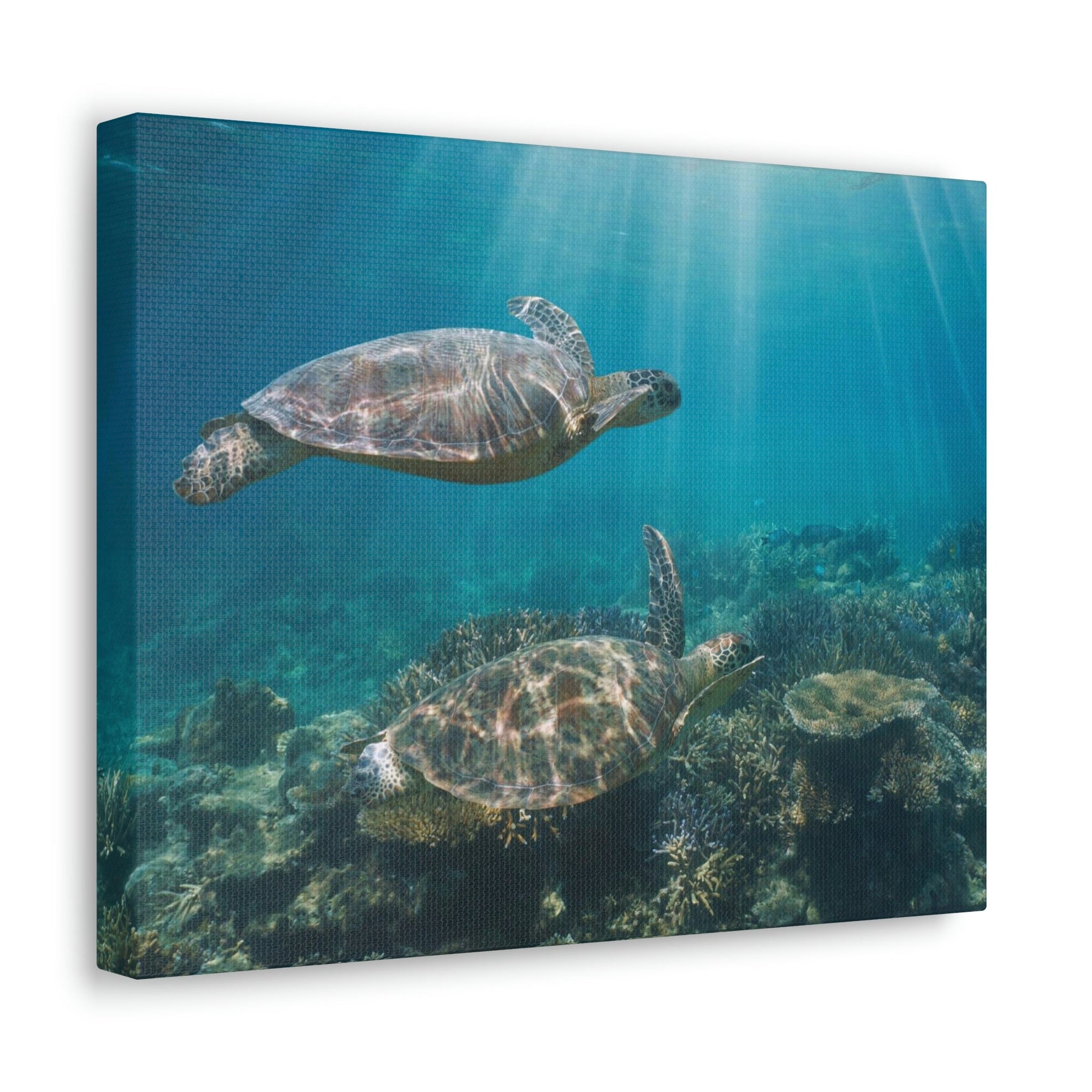 Scripture Walls Turtle Couple Turtle Couple Print Animal Wall Art Wildlife Canvas Prints Wall Art Ready to Hang Unframed-Express Your Love Gifts