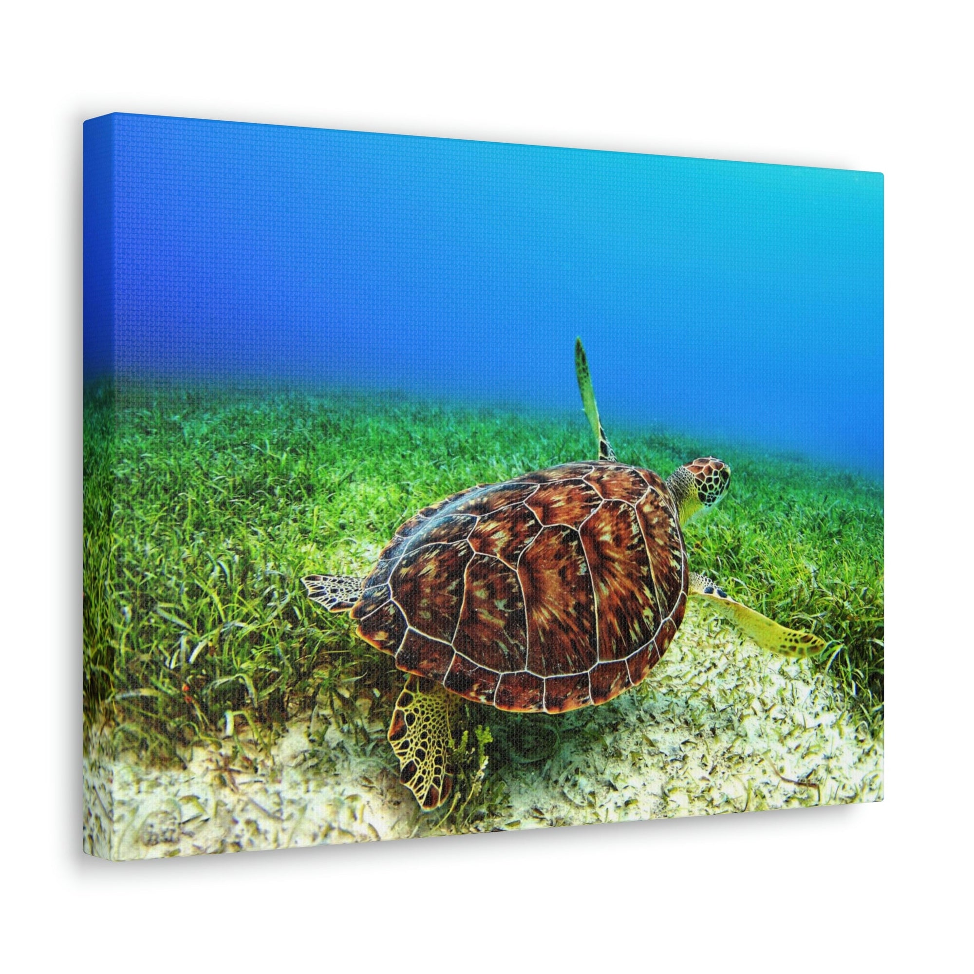 Scripture Walls Turtle Hunting Turtle on Hunt Print Animal Wall Art Wildlife Canvas Prints Wall Art Ready to Hang Unframed-Express Your Love Gifts