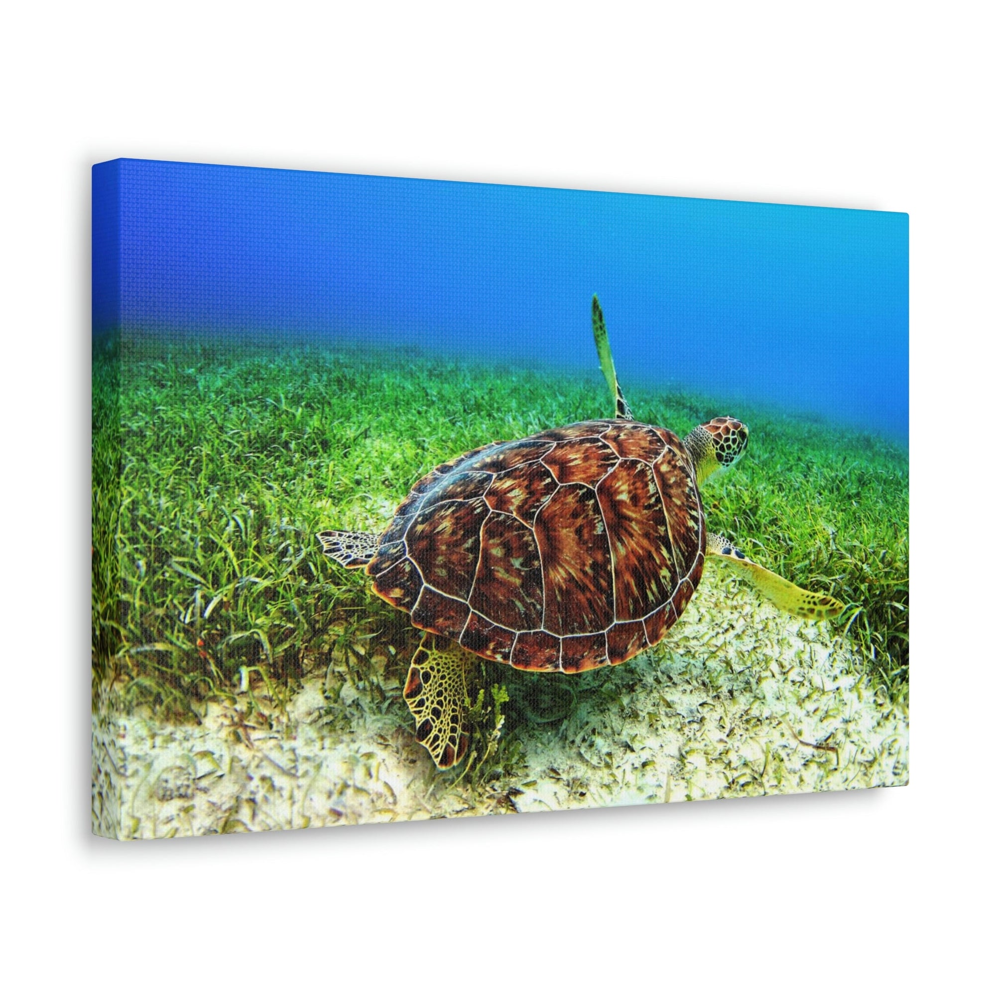 Scripture Walls Turtle Hunting Turtle on Hunt Print Animal Wall Art Wildlife Canvas Prints Wall Art Ready to Hang Unframed-Express Your Love Gifts