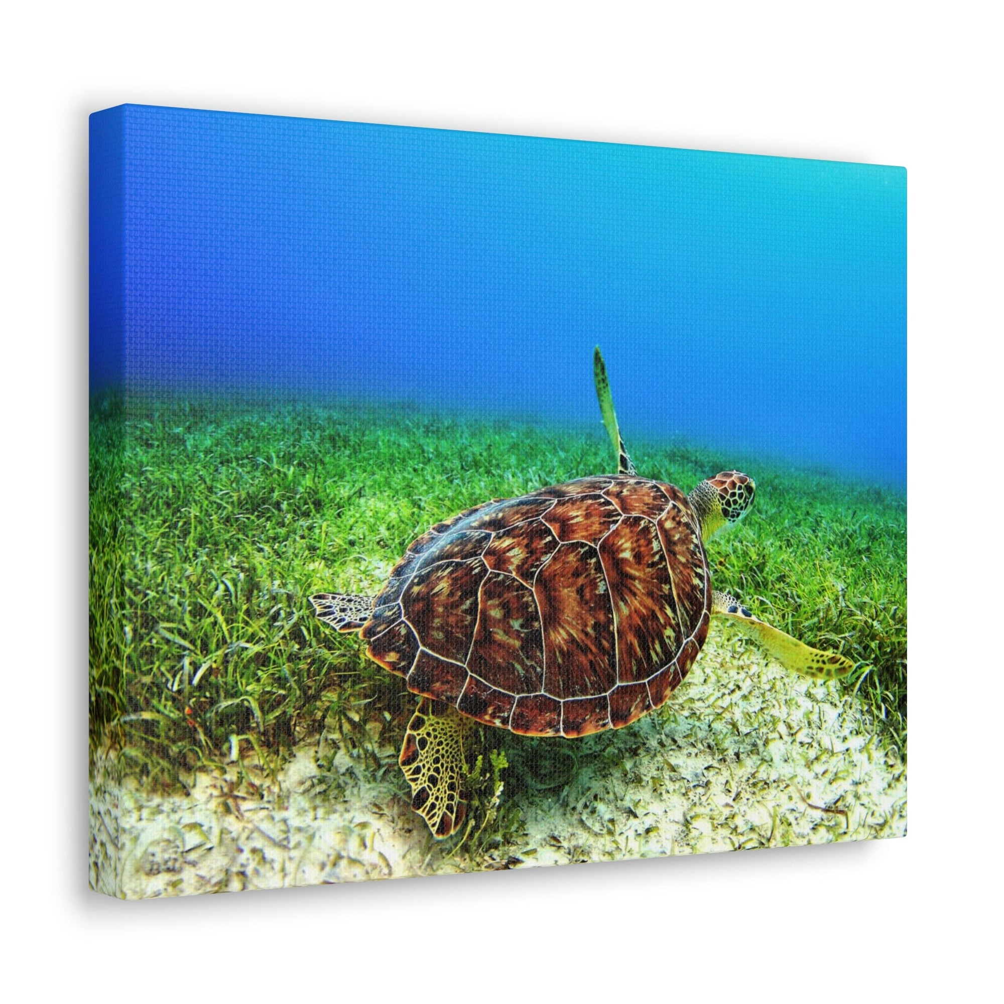 Scripture Walls Turtle Hunting Turtle on Hunt Print Animal Wall Art Wildlife Canvas Prints Wall Art Ready to Hang Unframed-Express Your Love Gifts