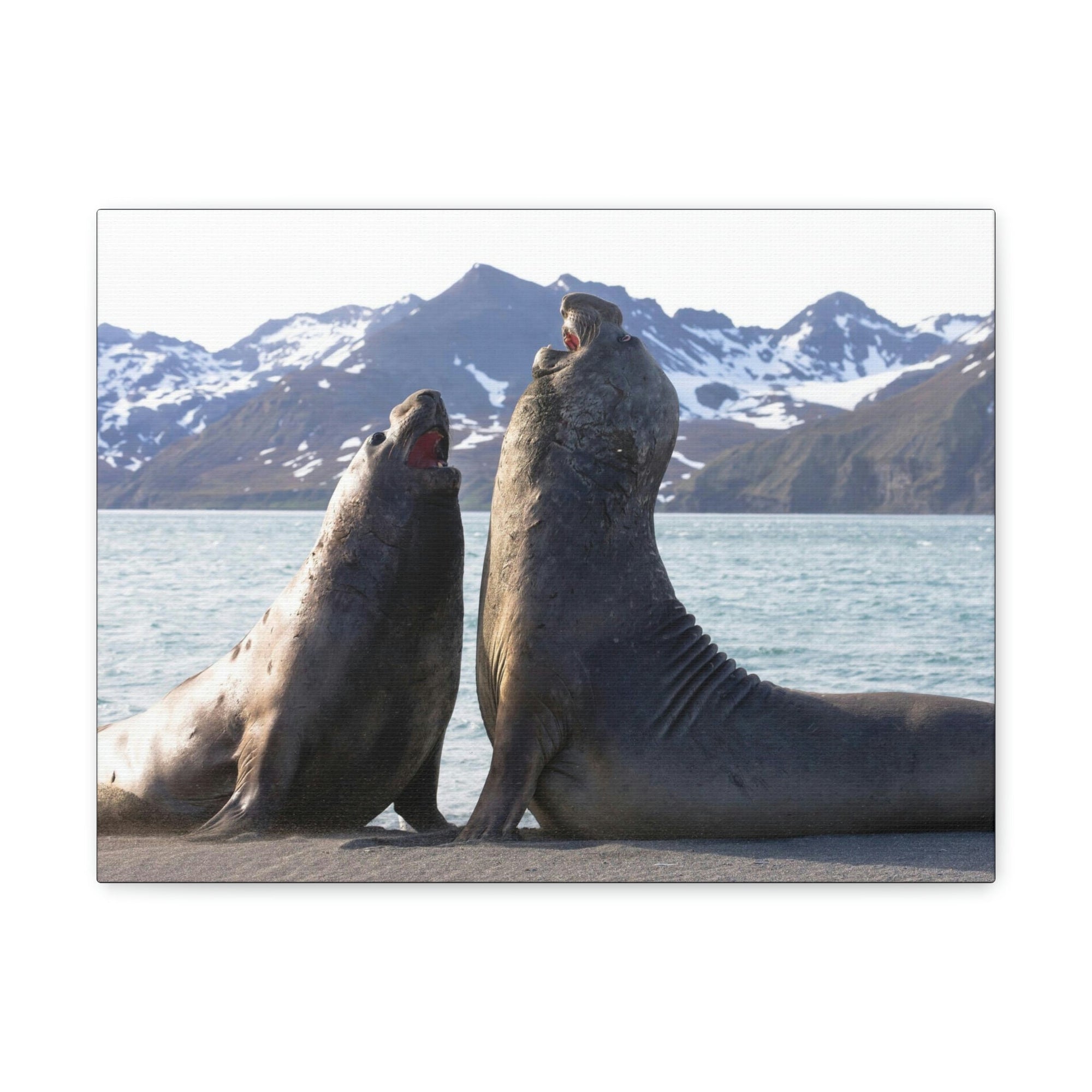 Scripture Walls Two Adult Seals Face Off in Battle Animal Wall Art Wildlife Canvas Prints Wall Art Ready to Hang Unframed-Express Your Love Gifts