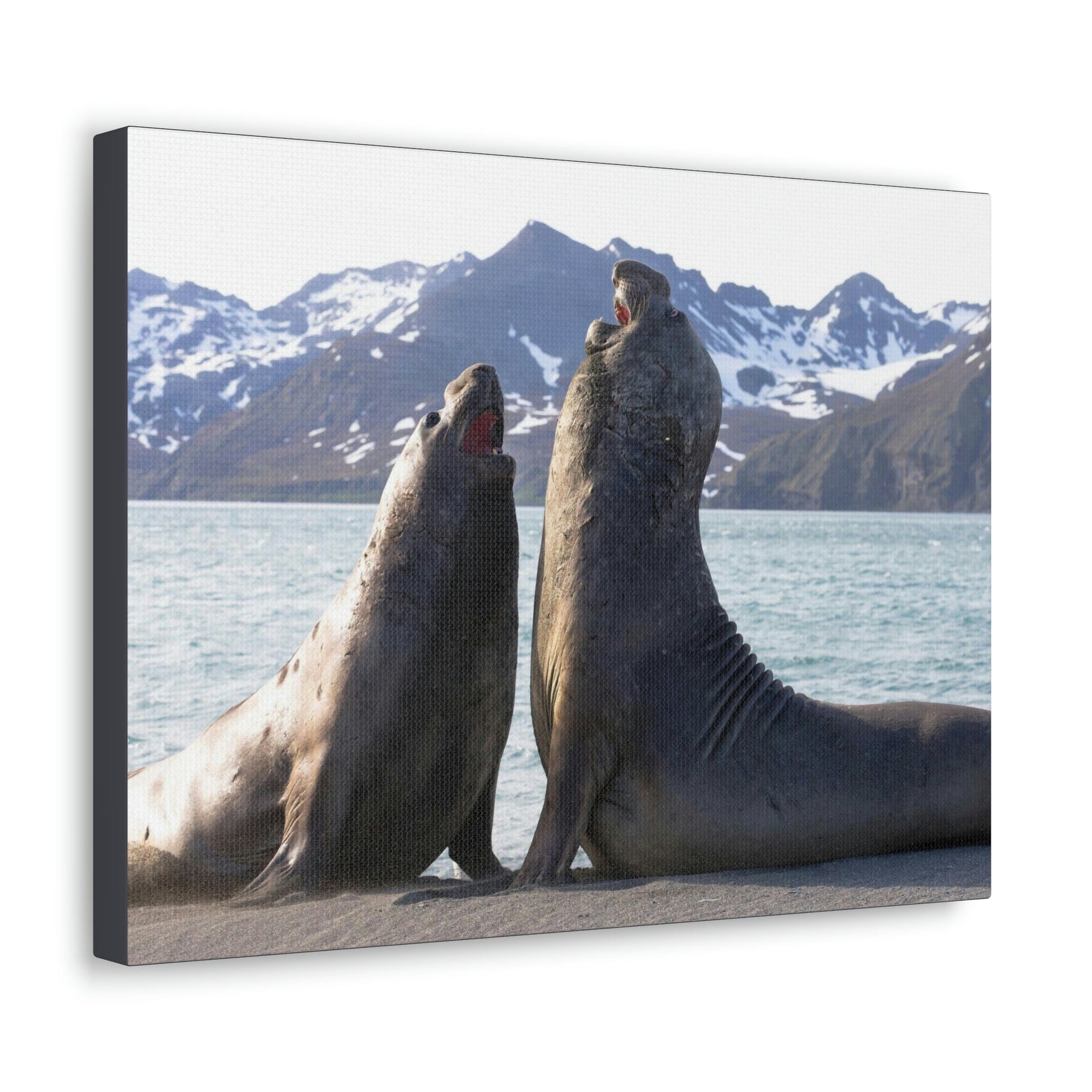 Scripture Walls Two Adult Seals Face Off in Battle Animal Wall Art Wildlife Canvas Prints Wall Art Ready to Hang Unframed-Express Your Love Gifts