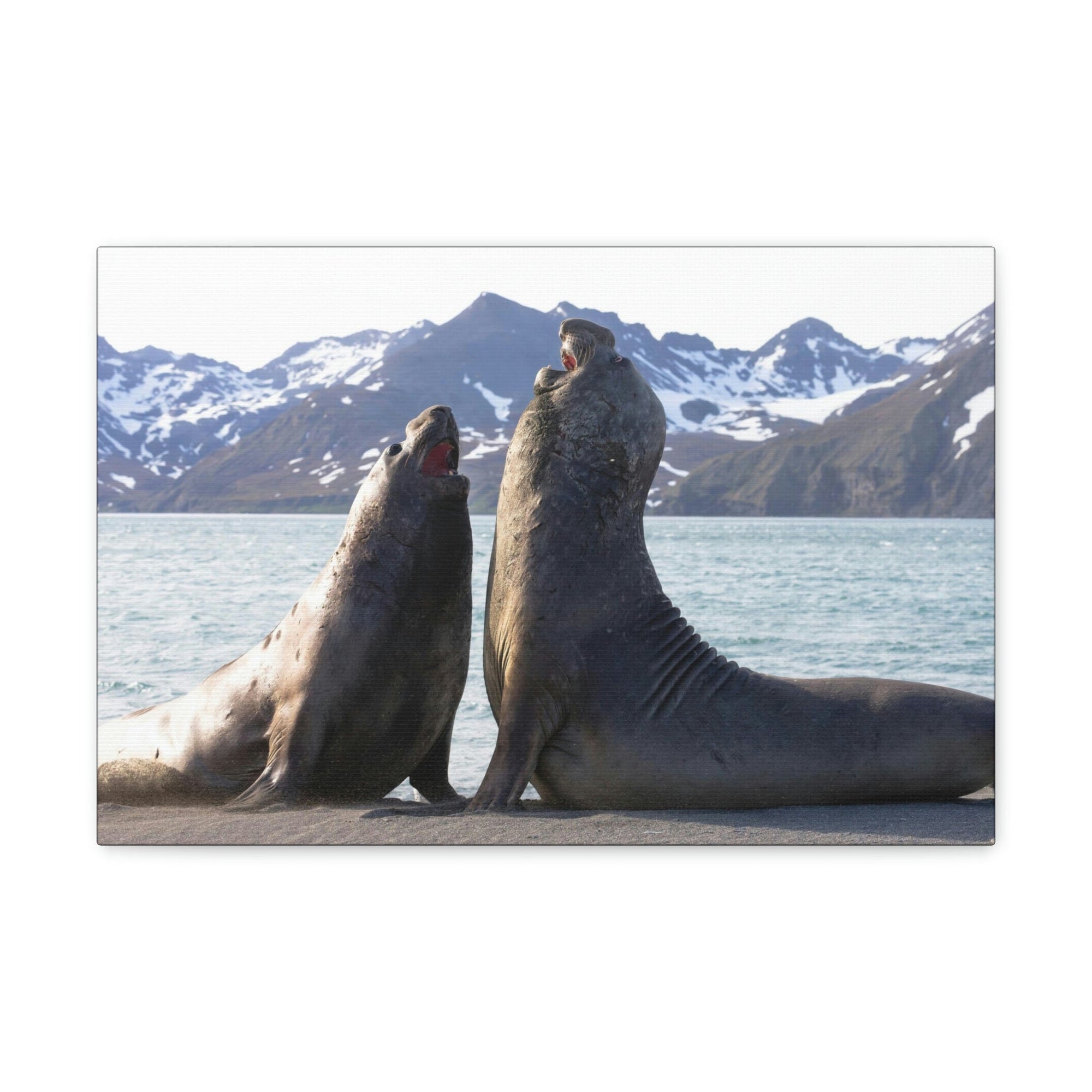 Scripture Walls Two Adult Seals Face Off in Battle Animal Wall Art Wildlife Canvas Prints Wall Art Ready to Hang Unframed-Express Your Love Gifts