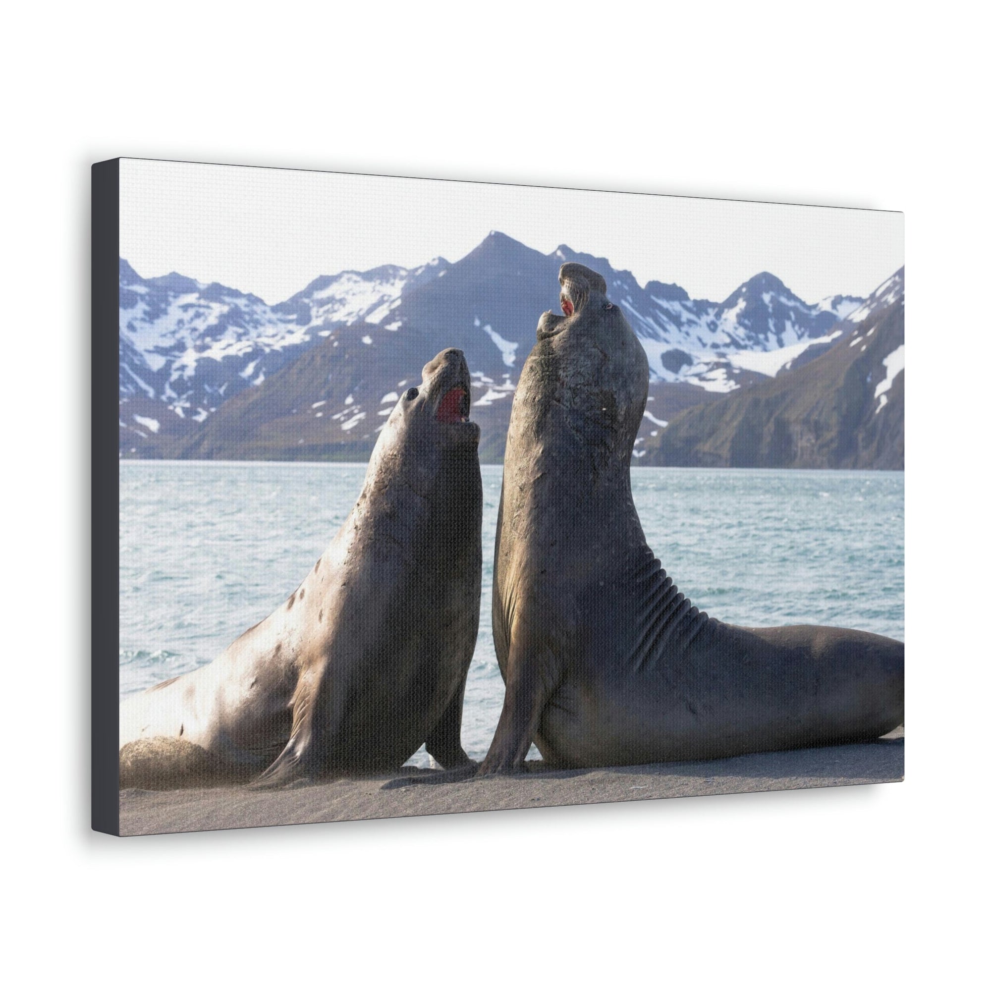 Scripture Walls Two Adult Seals Face Off in Battle Animal Wall Art Wildlife Canvas Prints Wall Art Ready to Hang Unframed-Express Your Love Gifts