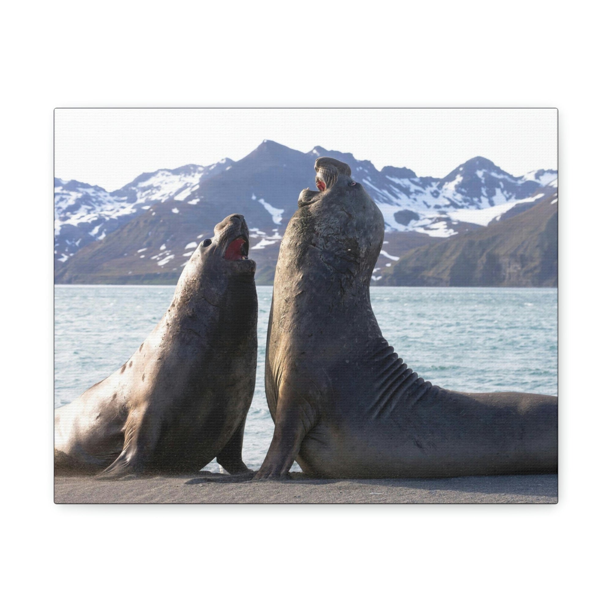 Scripture Walls Two Adult Seals Face Off in Battle Animal Wall Art Wildlife Canvas Prints Wall Art Ready to Hang Unframed-Express Your Love Gifts