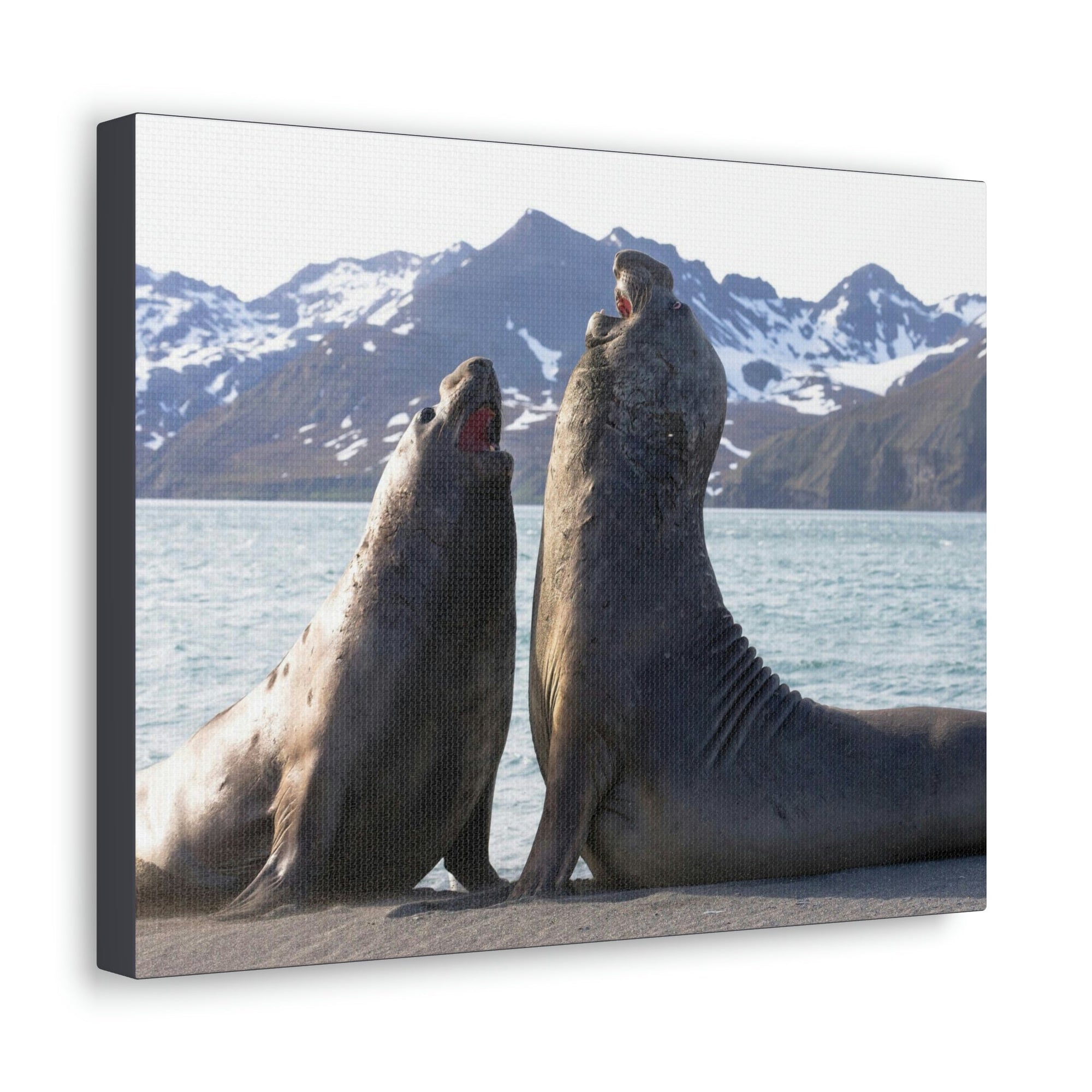 Scripture Walls Two Adult Seals Face Off in Battle Animal Wall Art Wildlife Canvas Prints Wall Art Ready to Hang Unframed-Express Your Love Gifts