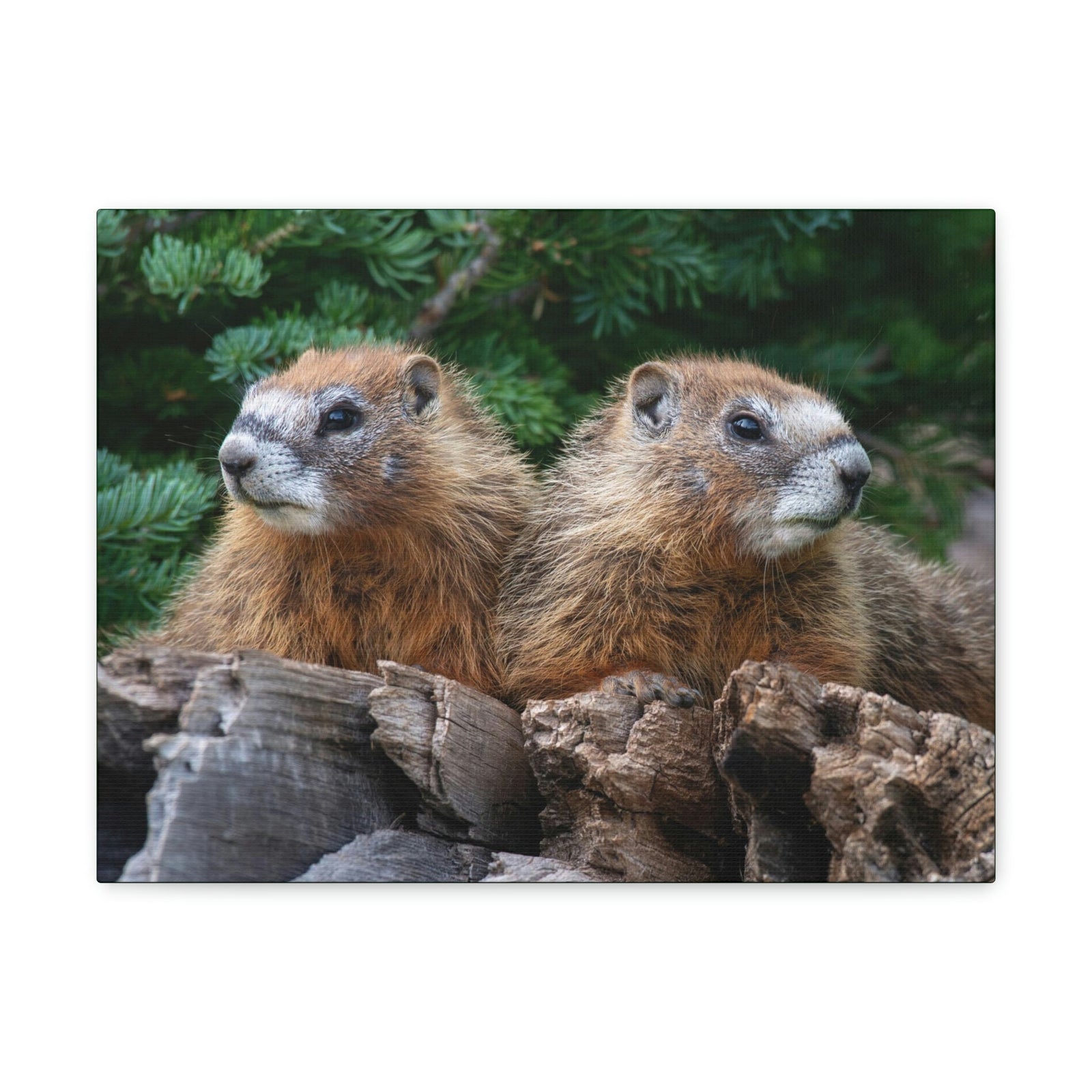 Scripture Walls Two Young Yellow Bellied Marmot on a Dead Tree Print Animal Wall Art Wildlife Canvas Prints Wall Art Ready to Hang Unframed-Express Your Love Gifts