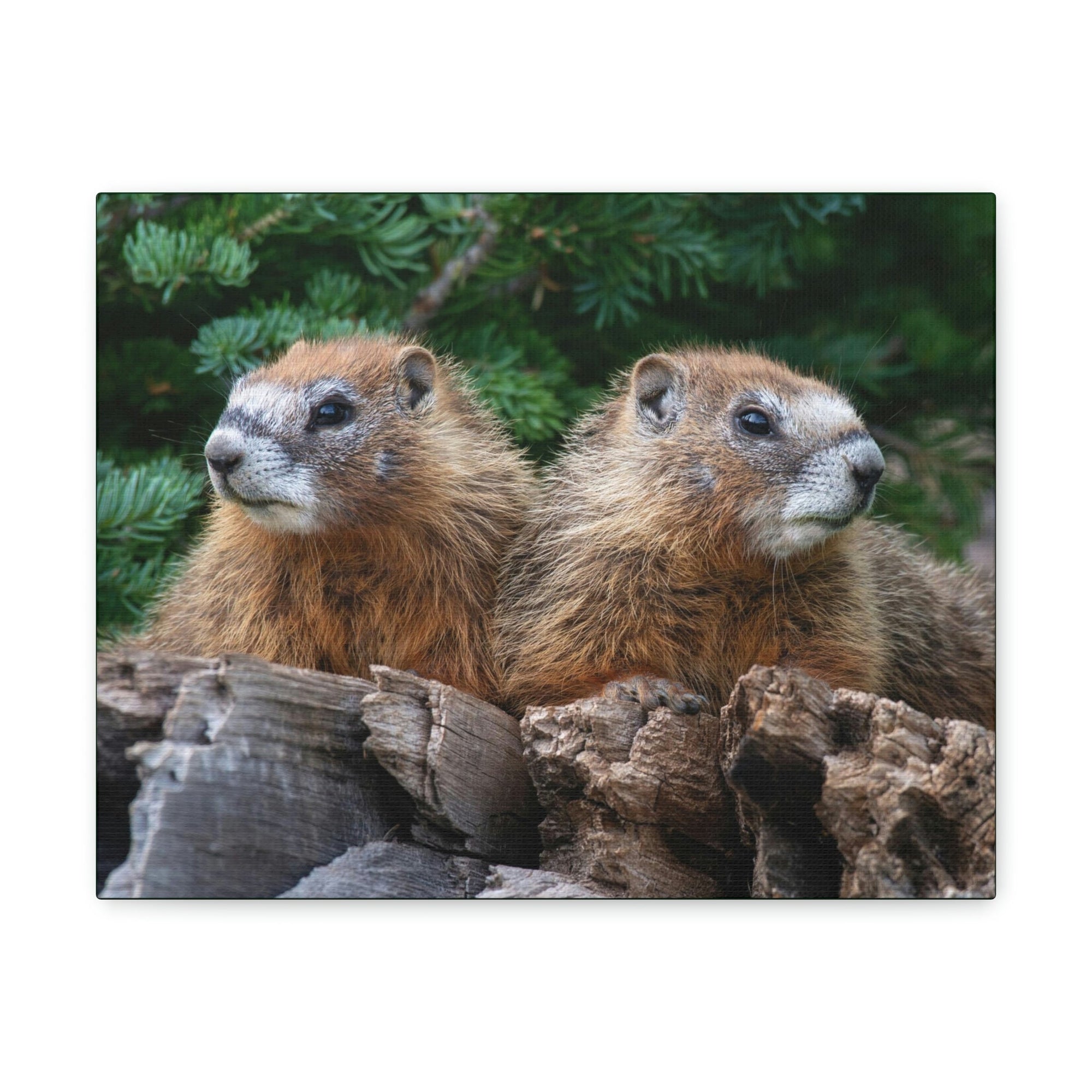 Scripture Walls Two Young Yellow Bellied Marmot on a Dead Tree Print Animal Wall Art Wildlife Canvas Prints Wall Art Ready to Hang Unframed-Express Your Love Gifts