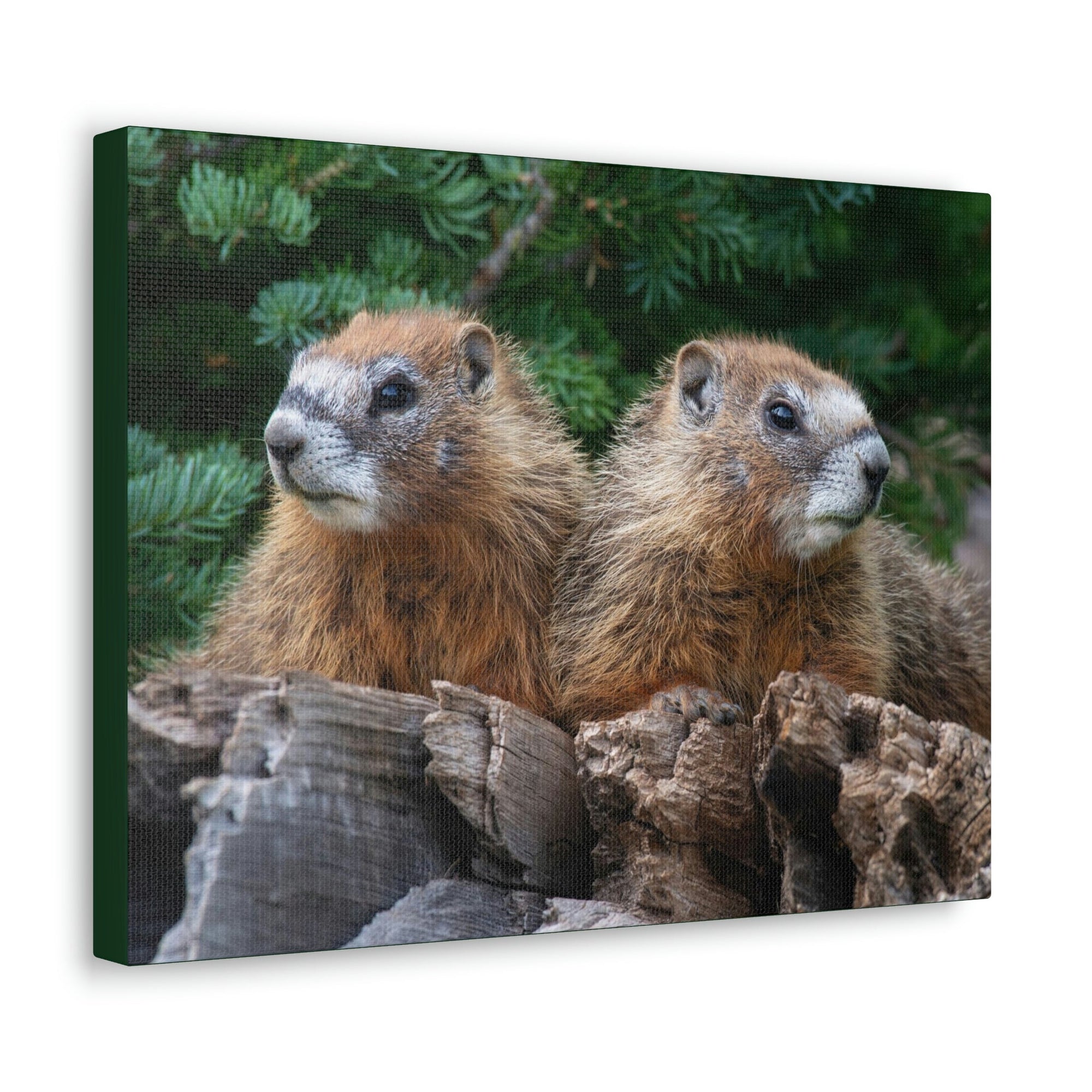 Scripture Walls Two Young Yellow Bellied Marmot on a Dead Tree Print Animal Wall Art Wildlife Canvas Prints Wall Art Ready to Hang Unframed-Express Your Love Gifts