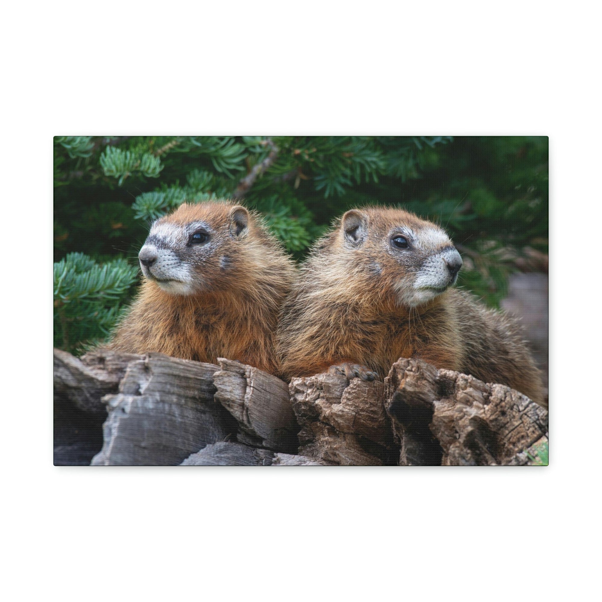 Scripture Walls Two Young Yellow Bellied Marmot on a Dead Tree Print Animal Wall Art Wildlife Canvas Prints Wall Art Ready to Hang Unframed-Express Your Love Gifts