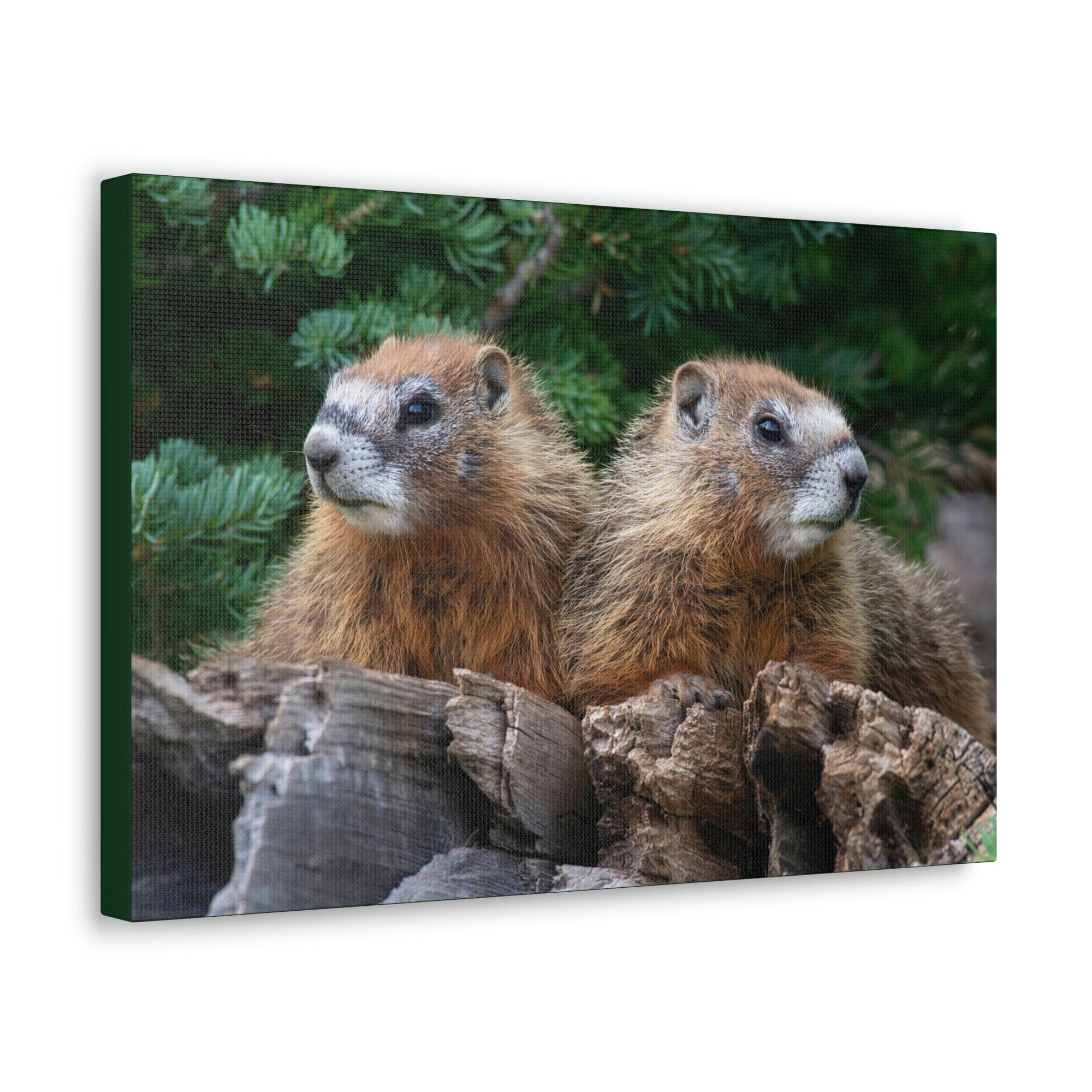 Scripture Walls Two Young Yellow Bellied Marmot on a Dead Tree Print Animal Wall Art Wildlife Canvas Prints Wall Art Ready to Hang Unframed-Express Your Love Gifts