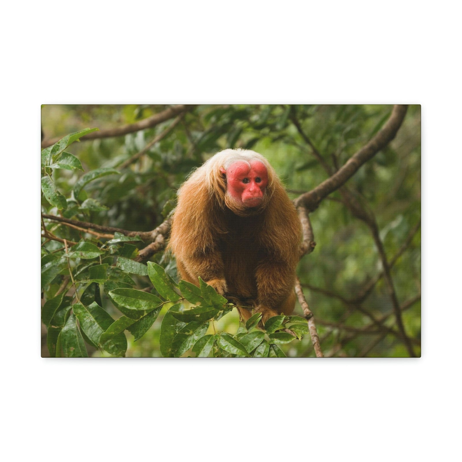 Scripture Walls Uakari Hunting Uakari on Hunt Print Animal Wall Art Wildlife Canvas Prints Wall Art Ready to Hang Unframed-Express Your Love Gifts