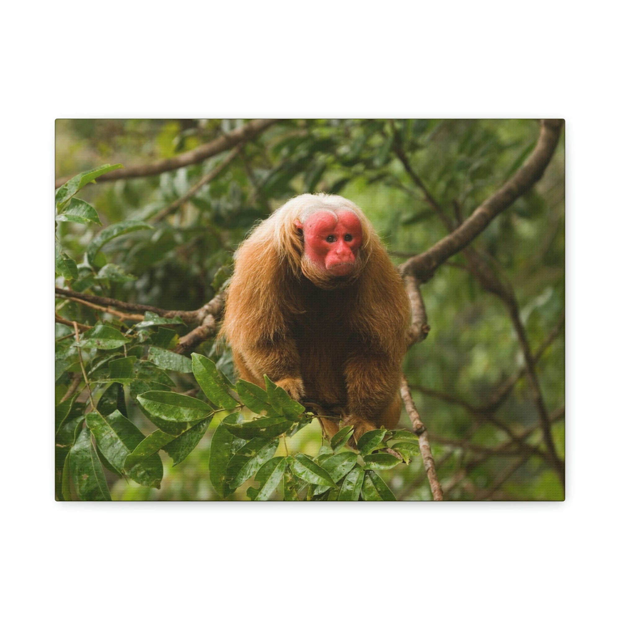 Scripture Walls Uakari Hunting Uakari on Hunt Print Animal Wall Art Wildlife Canvas Prints Wall Art Ready to Hang Unframed-Express Your Love Gifts