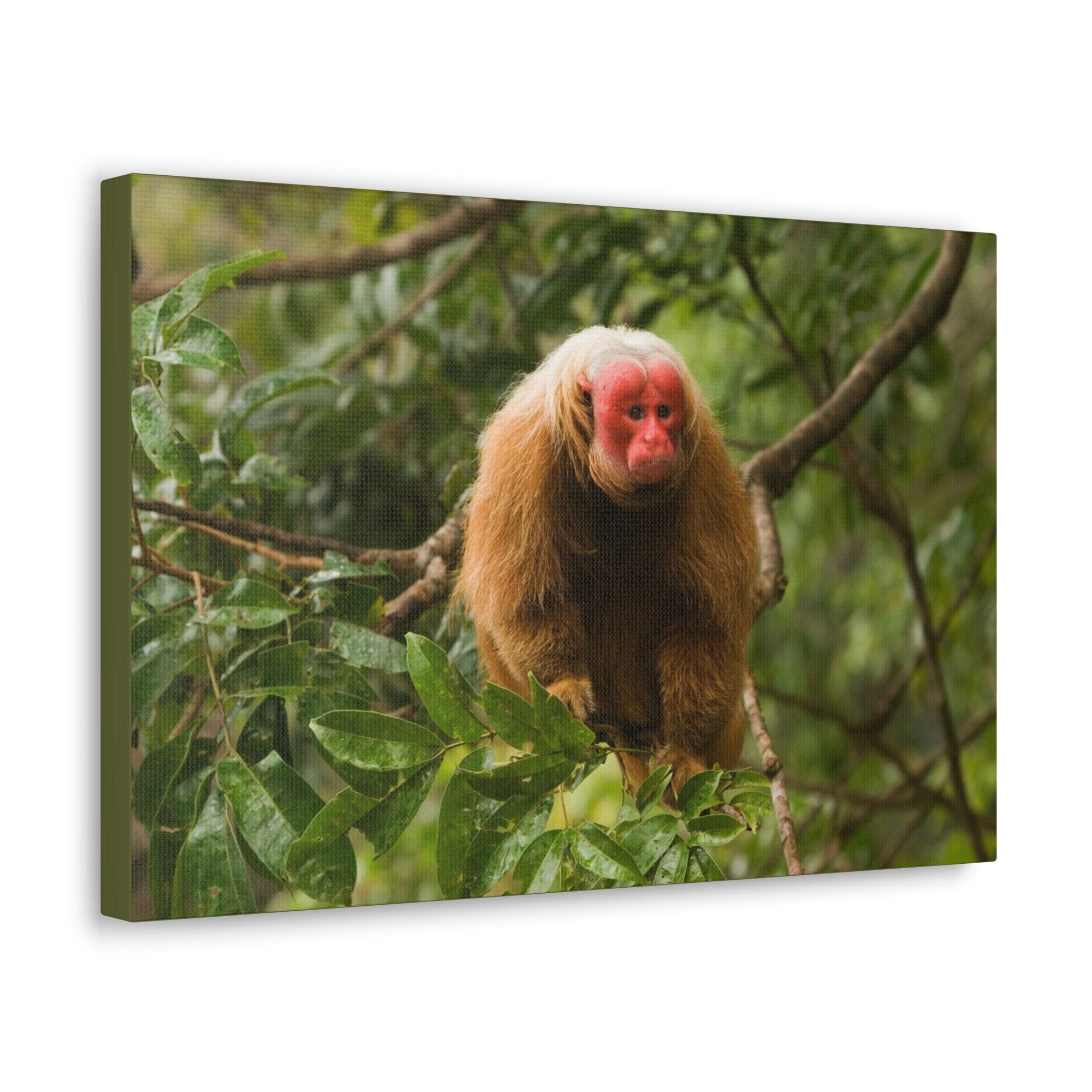 Scripture Walls Uakari Hunting Uakari on Hunt Print Animal Wall Art Wildlife Canvas Prints Wall Art Ready to Hang Unframed-Express Your Love Gifts