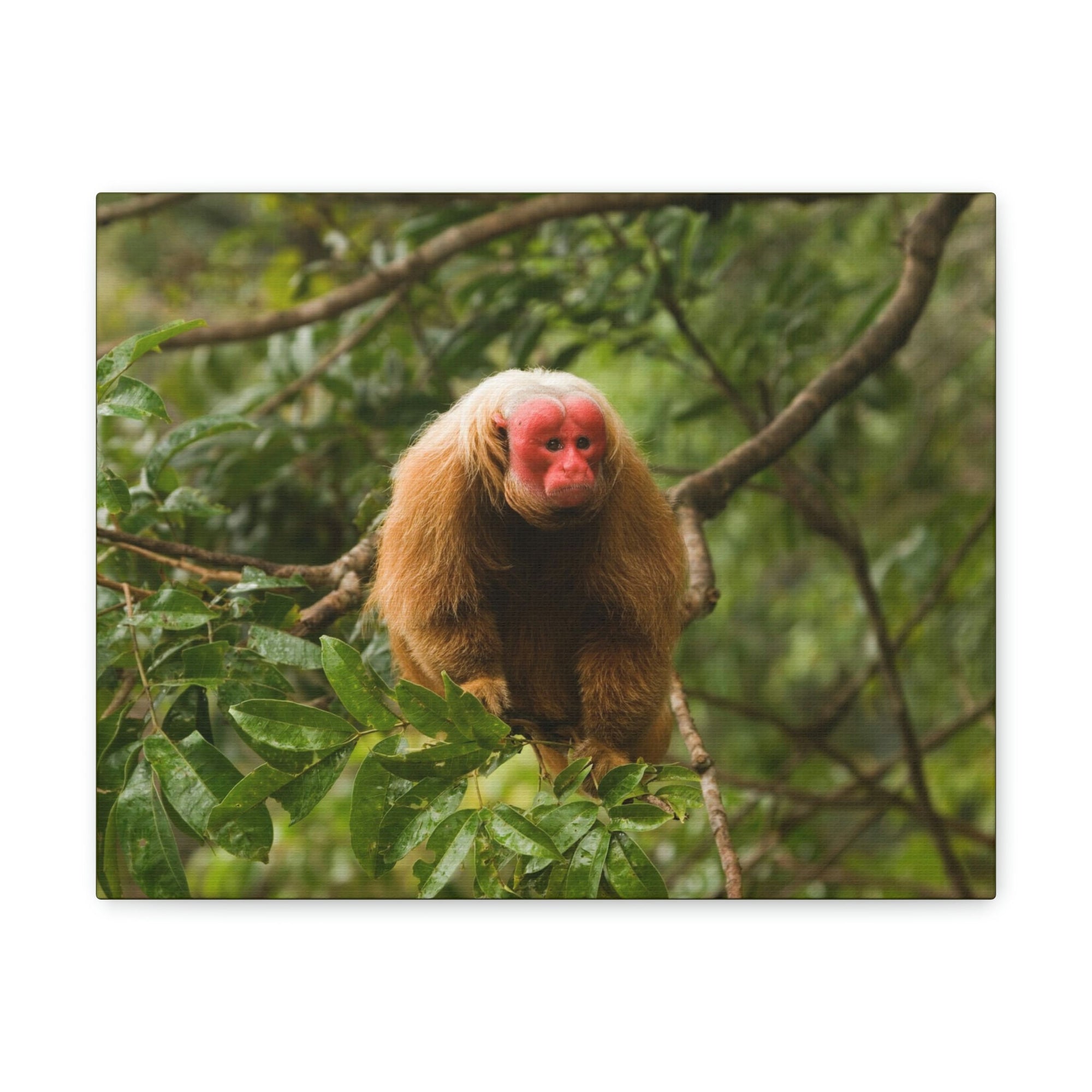 Scripture Walls Uakari Hunting Uakari on Hunt Print Animal Wall Art Wildlife Canvas Prints Wall Art Ready to Hang Unframed-Express Your Love Gifts