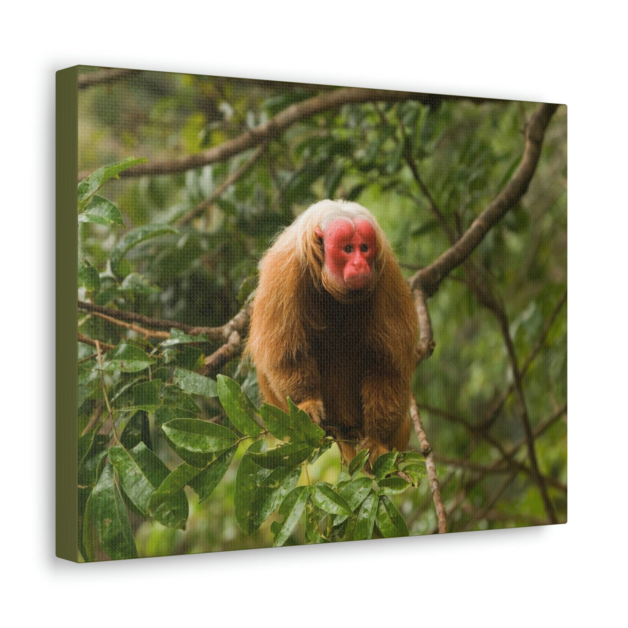 Scripture Walls Uakari Hunting Uakari on Hunt Print Animal Wall Art Wildlife Canvas Prints Wall Art Ready to Hang Unframed-Express Your Love Gifts