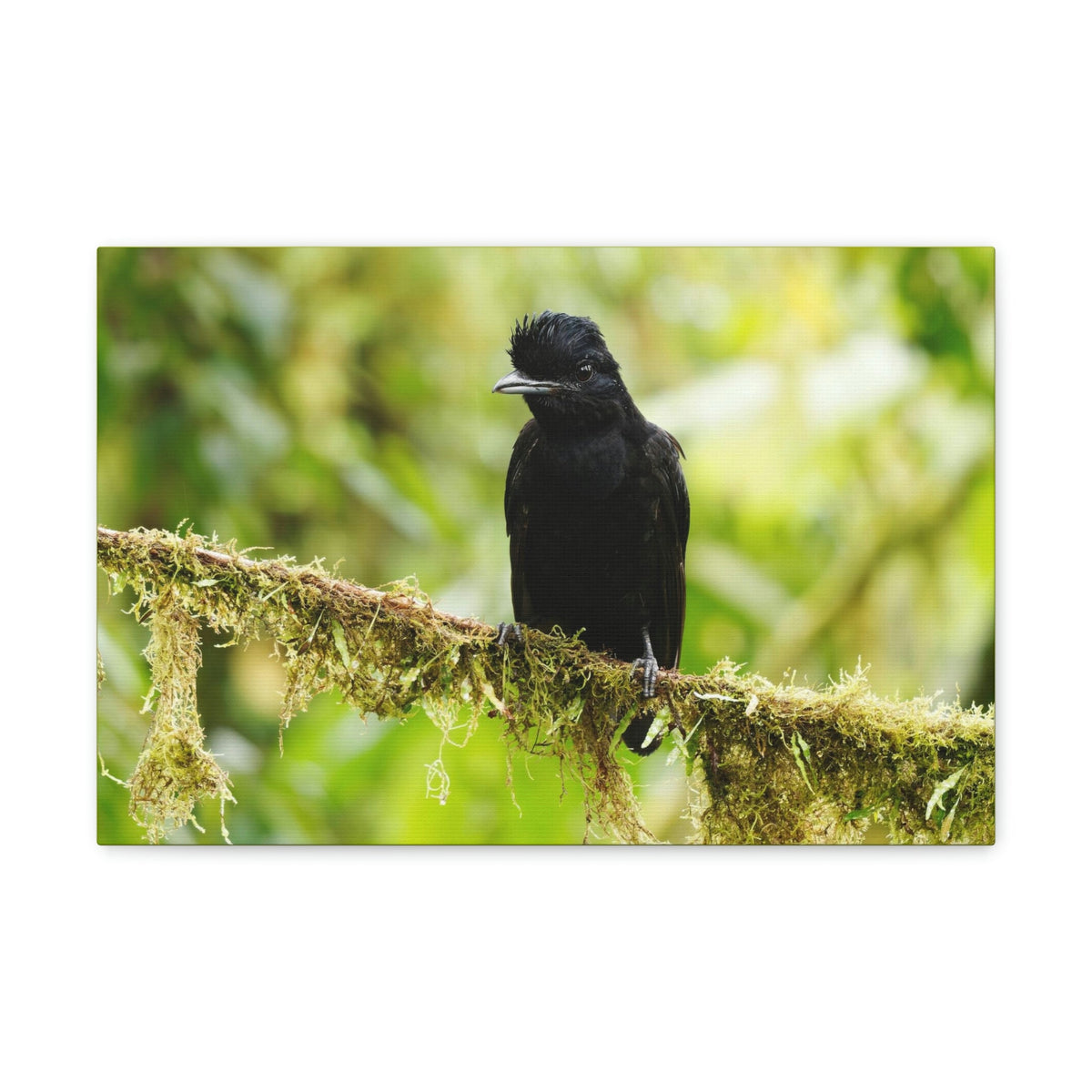 Scripture Walls Umbrella Bird Hunting Umbrella Bird on Hunt Print Animal Wall Art Wildlife Canvas Prints Wall Art Ready to Hang Unframed-Express Your Love Gifts