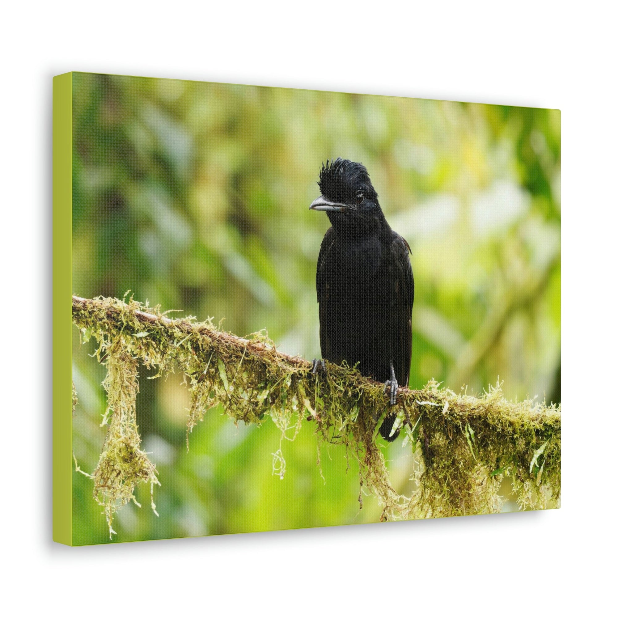 Scripture Walls Umbrella Bird Hunting Umbrella Bird on Hunt Print Animal Wall Art Wildlife Canvas Prints Wall Art Ready to Hang Unframed-Express Your Love Gifts