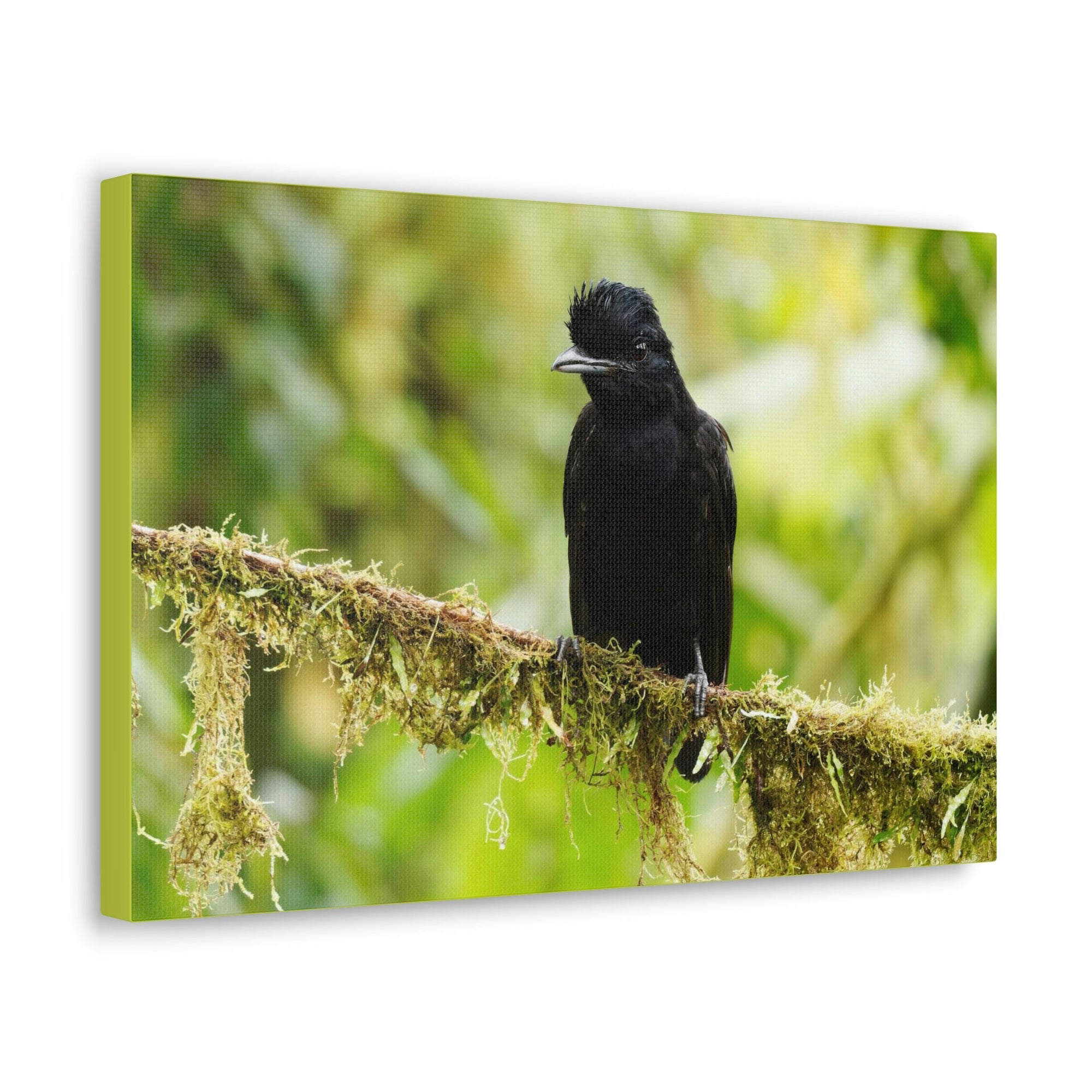 Scripture Walls Umbrella Bird Hunting Umbrella Bird on Hunt Print Animal Wall Art Wildlife Canvas Prints Wall Art Ready to Hang Unframed-Express Your Love Gifts