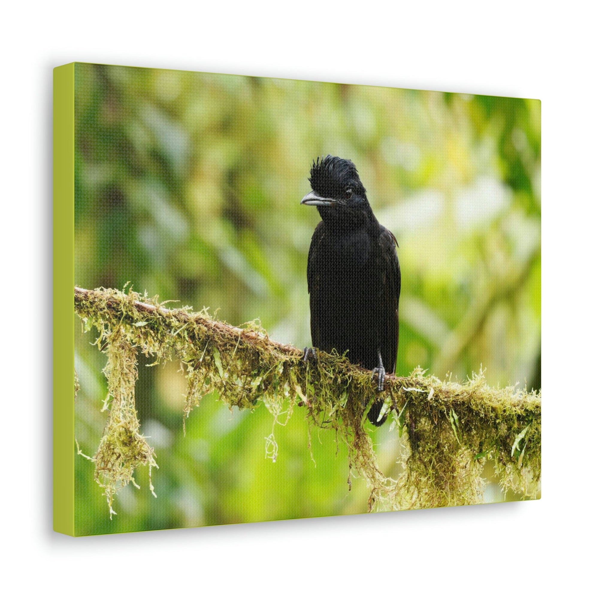 Scripture Walls Umbrella Bird Hunting Umbrella Bird on Hunt Print Animal Wall Art Wildlife Canvas Prints Wall Art Ready to Hang Unframed-Express Your Love Gifts