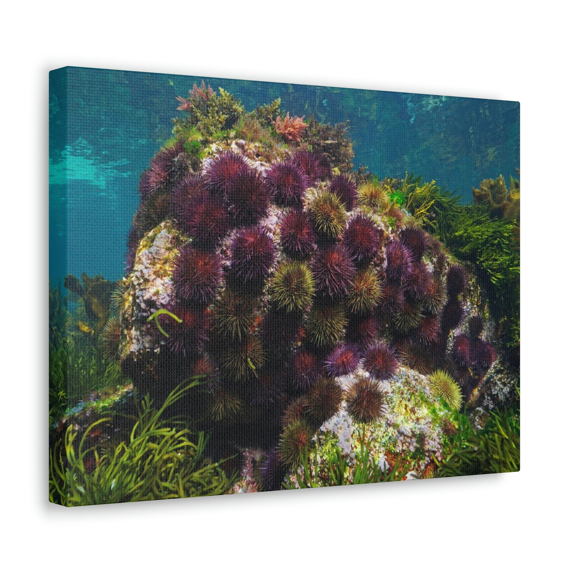 Scripture Walls Urchin Group Urchin Troop Print Animal Wall Art Wildlife Canvas Prints Wall Art Ready to Hang Unframed-Express Your Love Gifts