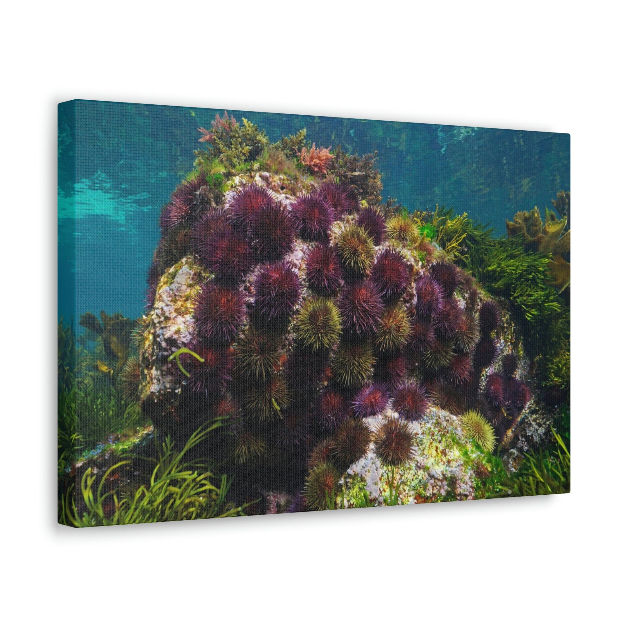 Scripture Walls Urchin Group Urchin Troop Print Animal Wall Art Wildlife Canvas Prints Wall Art Ready to Hang Unframed-Express Your Love Gifts