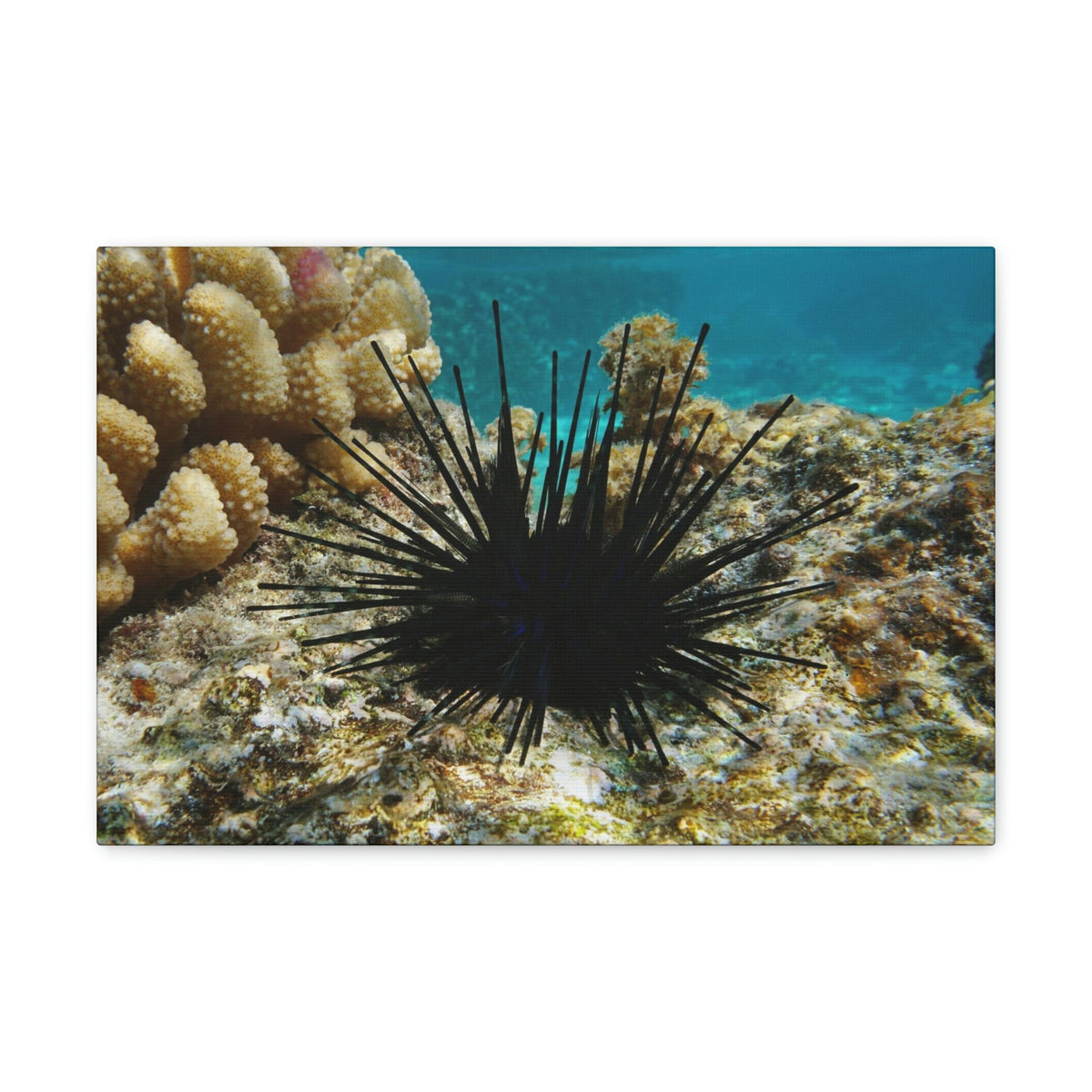 Scripture Walls Urchin Hunting Urchin on Hunt Print Animal Wall Art Wildlife Canvas Prints Wall Art Ready to Hang Unframed-Express Your Love Gifts