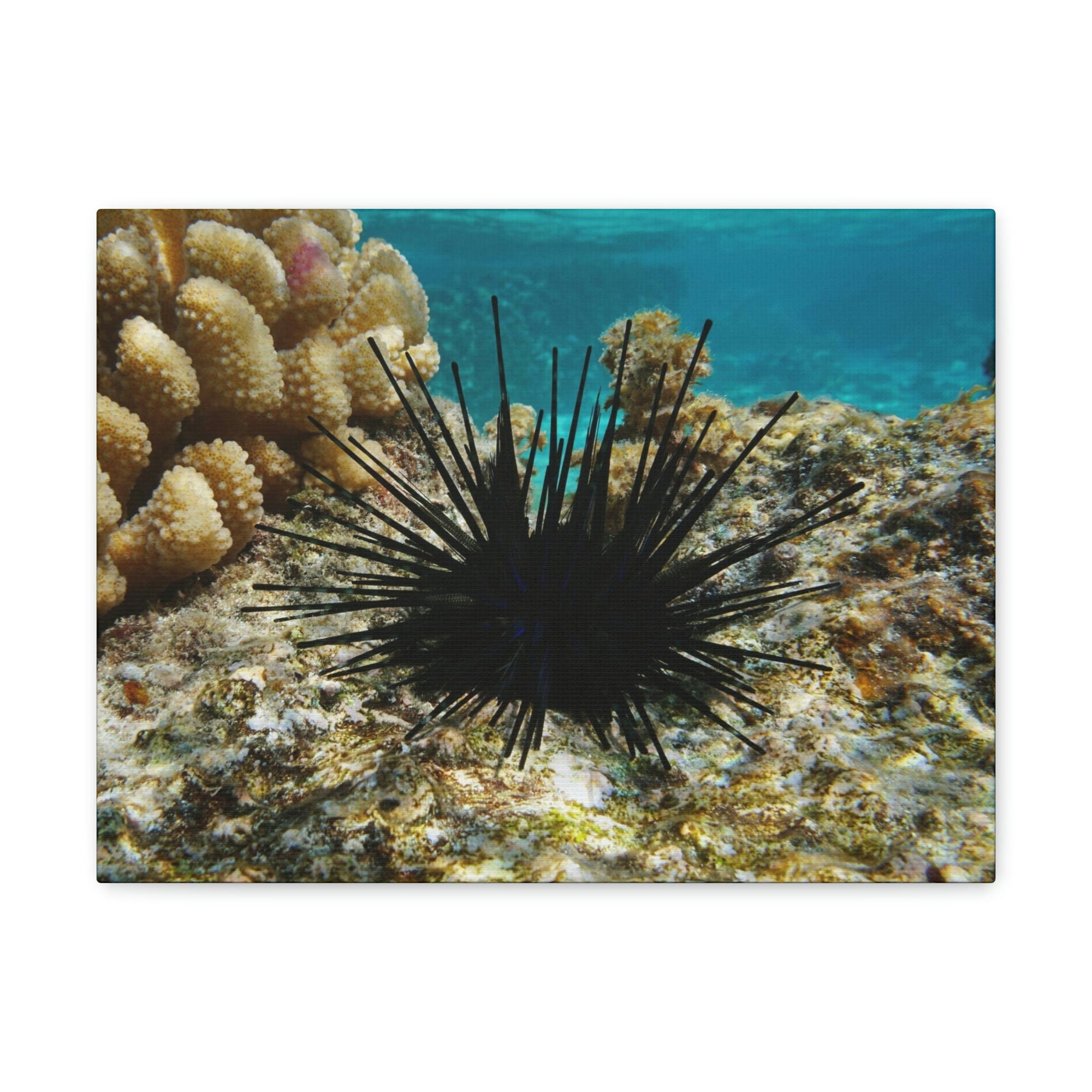 Scripture Walls Urchin Hunting Urchin on Hunt Print Animal Wall Art Wildlife Canvas Prints Wall Art Ready to Hang Unframed-Express Your Love Gifts