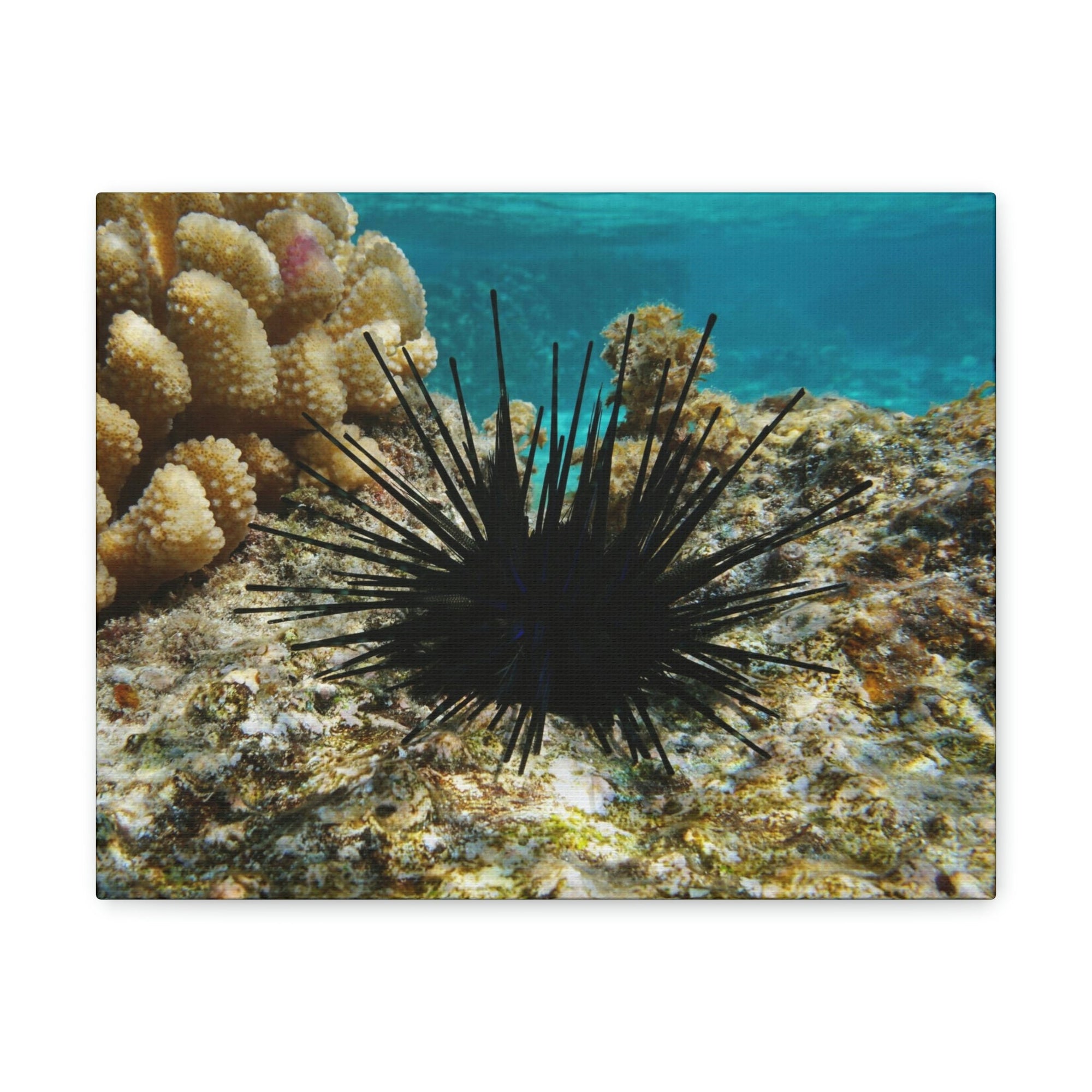 Scripture Walls Urchin Hunting Urchin on Hunt Print Animal Wall Art Wildlife Canvas Prints Wall Art Ready to Hang Unframed-Express Your Love Gifts