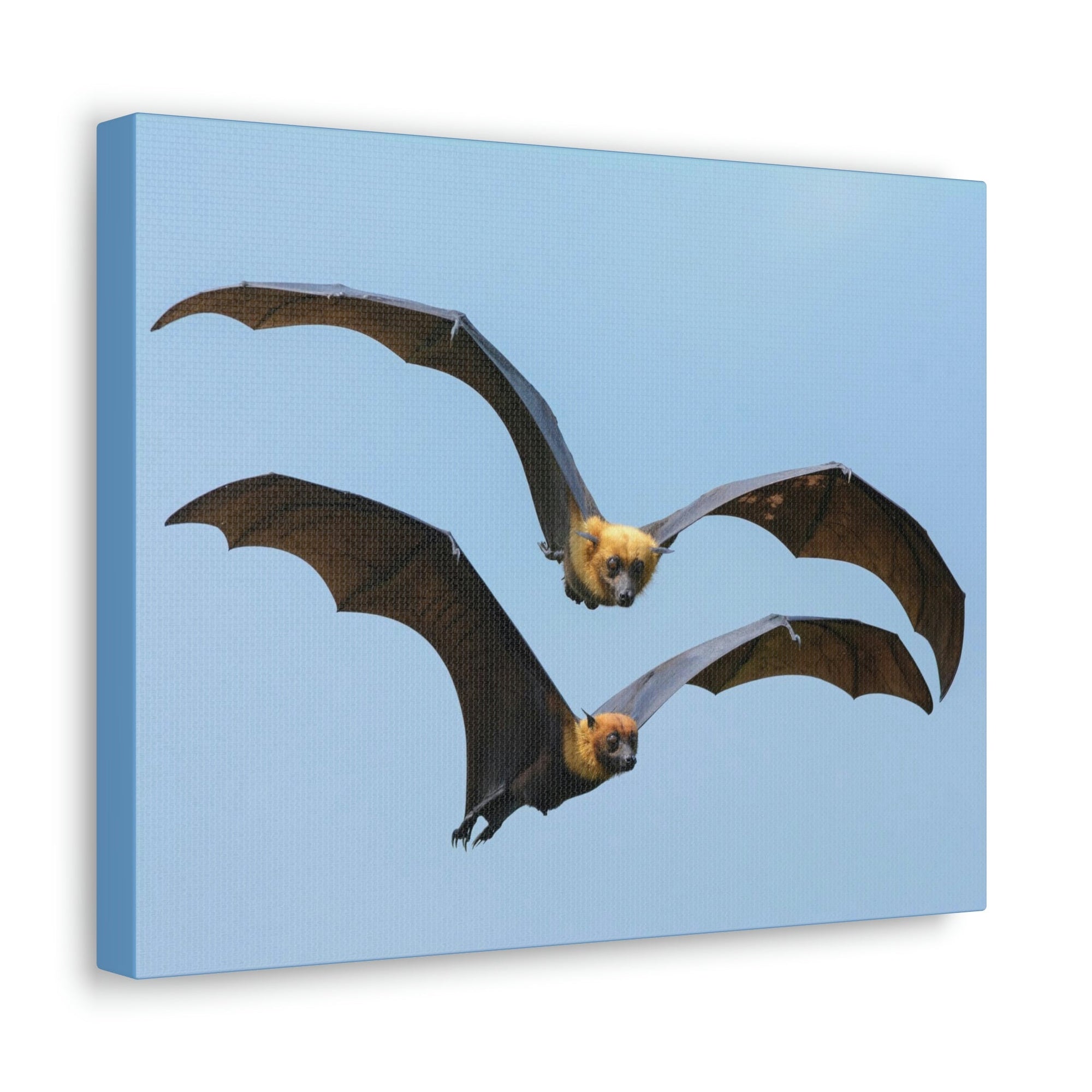 Scripture Walls Vampire Bat Couple Vampire Bat Couple Print Animal Wall Art Wildlife Canvas Prints Wall Art Ready to Hang Unframed-Express Your Love Gifts