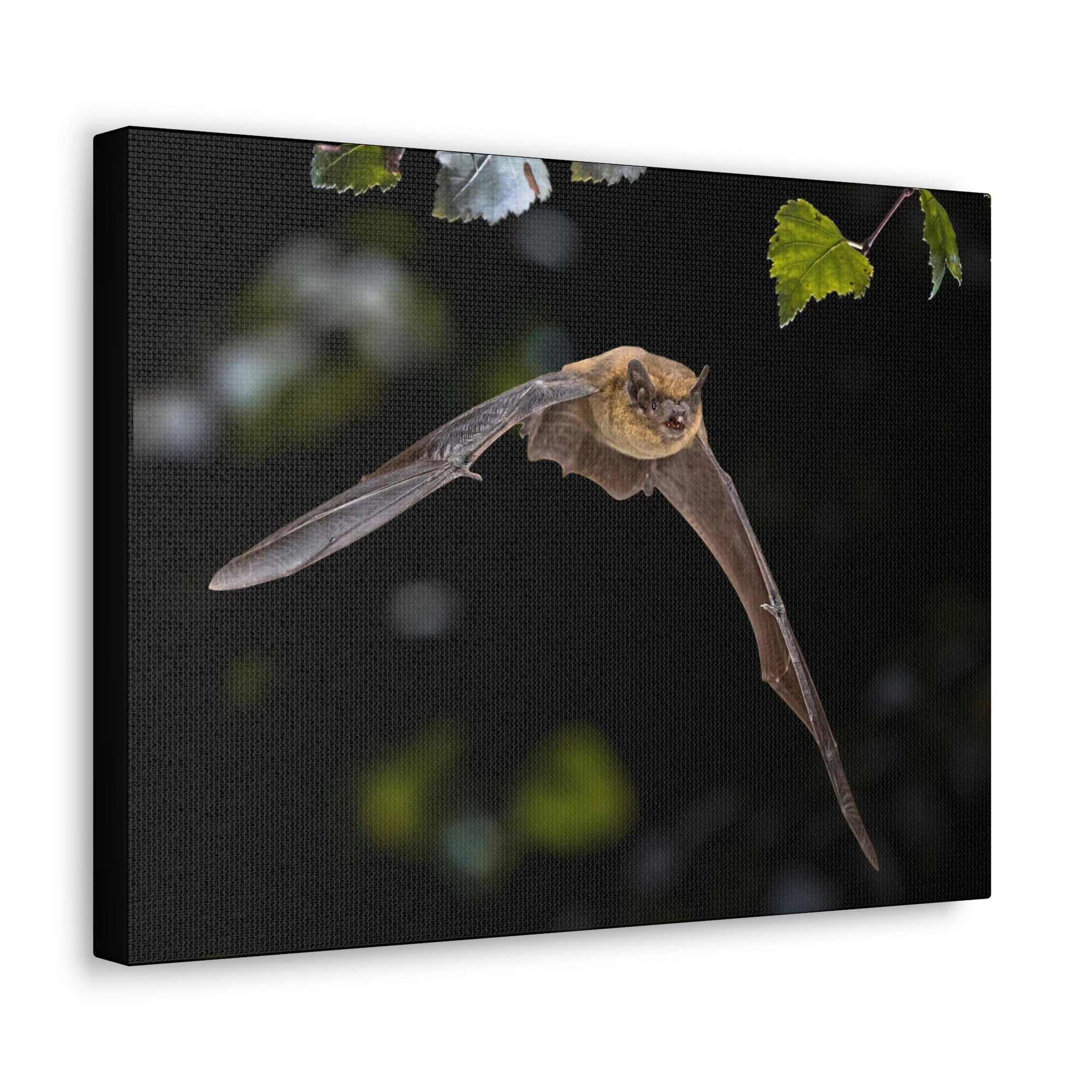 Scripture Walls Vampire Bat Hunting Vampire Bat on Hunt Print Animal Wall Art Wildlife Canvas Prints Wall Art Ready to Hang Unframed-Express Your Love Gifts