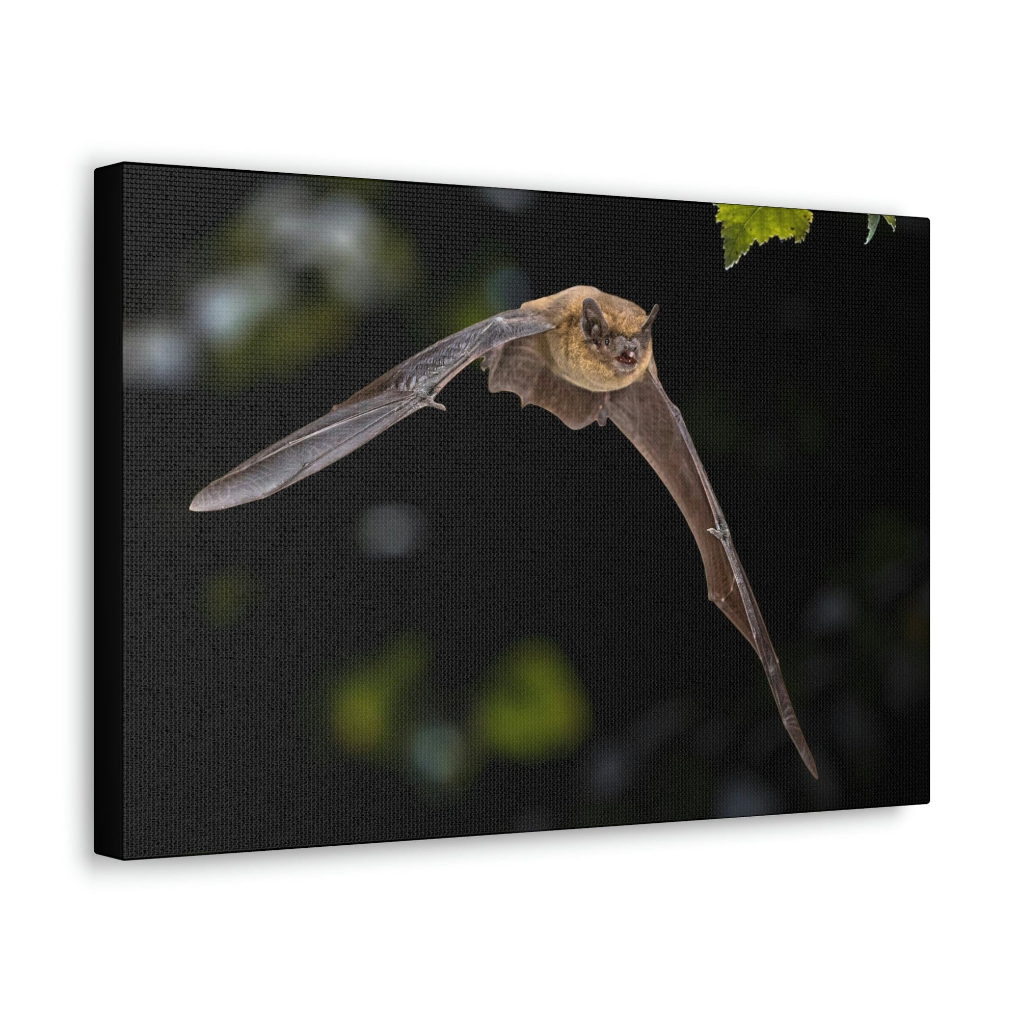 Scripture Walls Vampire Bat Hunting Vampire Bat on Hunt Print Animal Wall Art Wildlife Canvas Prints Wall Art Ready to Hang Unframed-Express Your Love Gifts