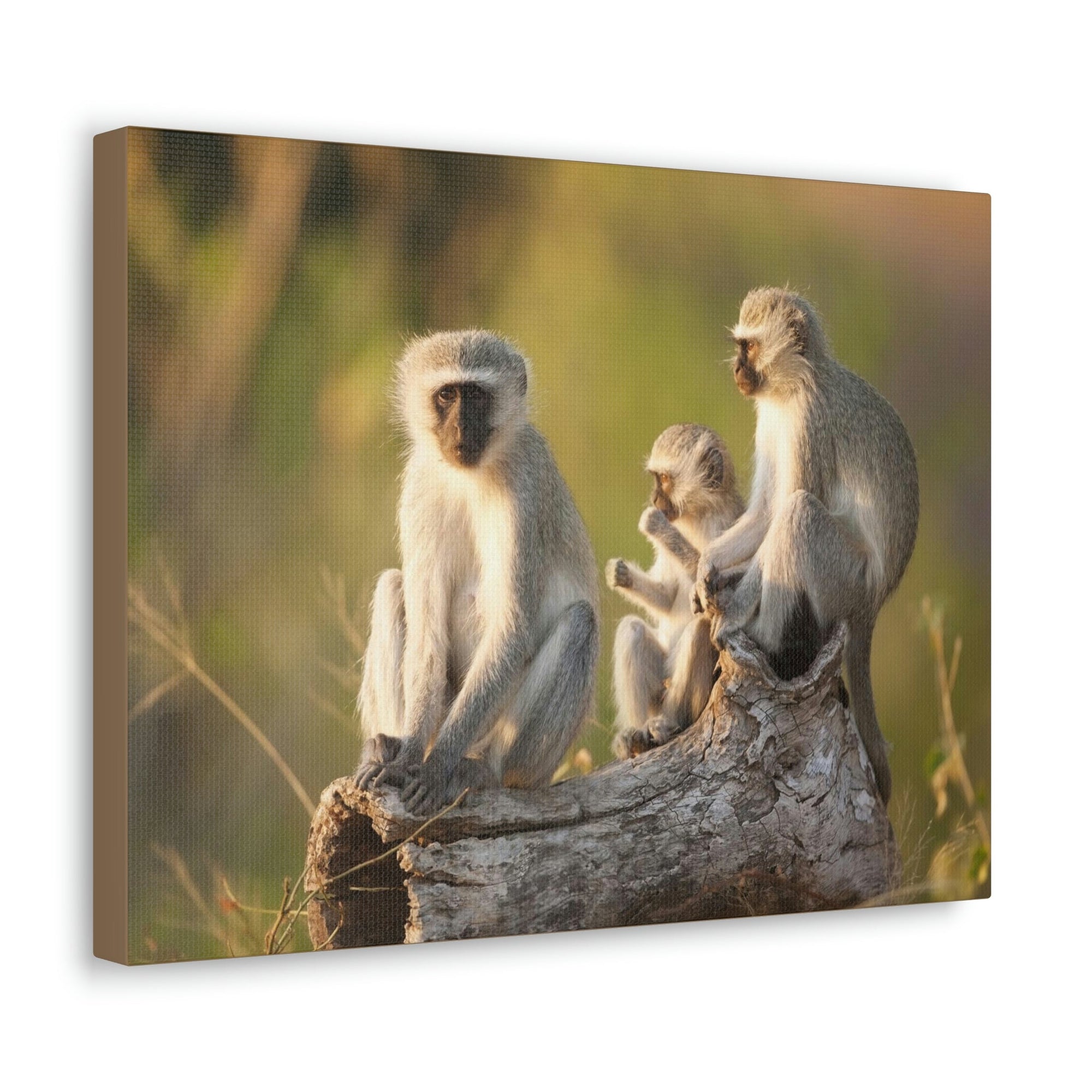 Scripture Walls Vervet Group Vervet Troop Print Animal Wall Art Wildlife Canvas Prints Wall Art Ready to Hang Unframed-Express Your Love Gifts