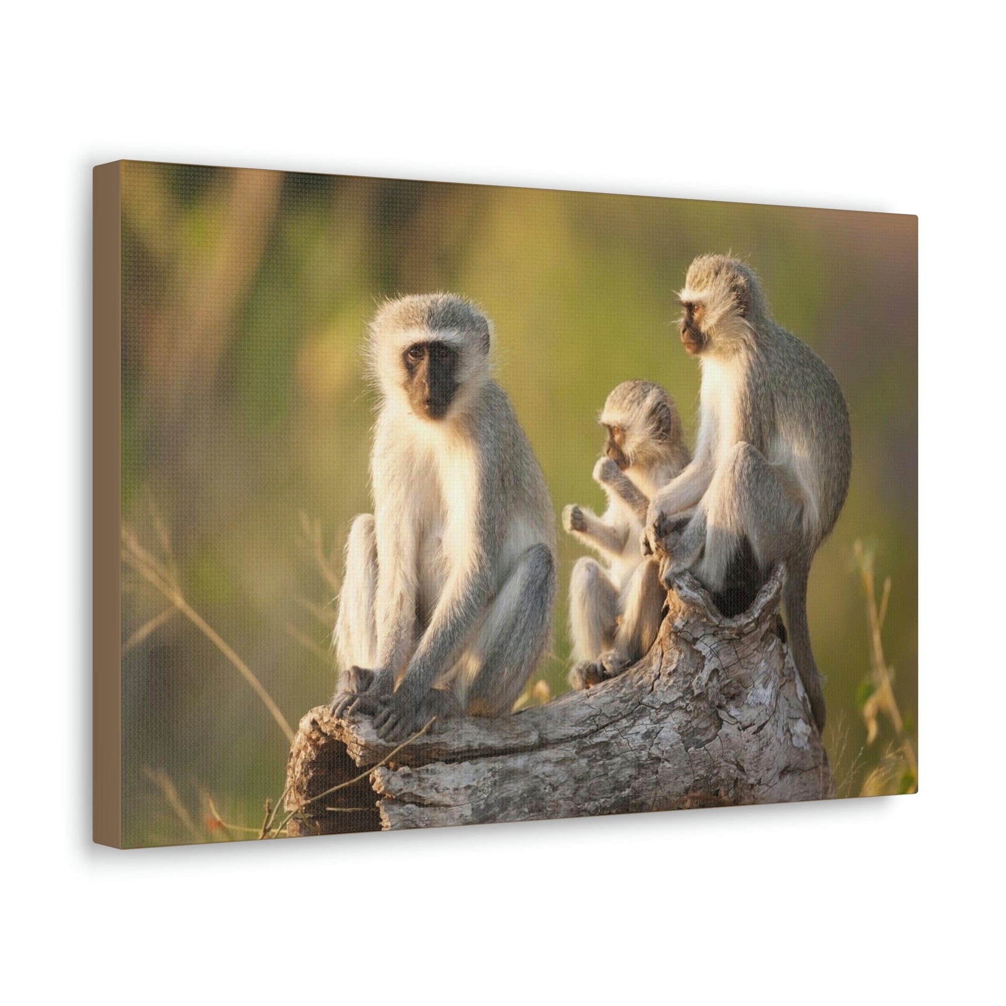 Scripture Walls Vervet Group Vervet Troop Print Animal Wall Art Wildlife Canvas Prints Wall Art Ready to Hang Unframed-Express Your Love Gifts