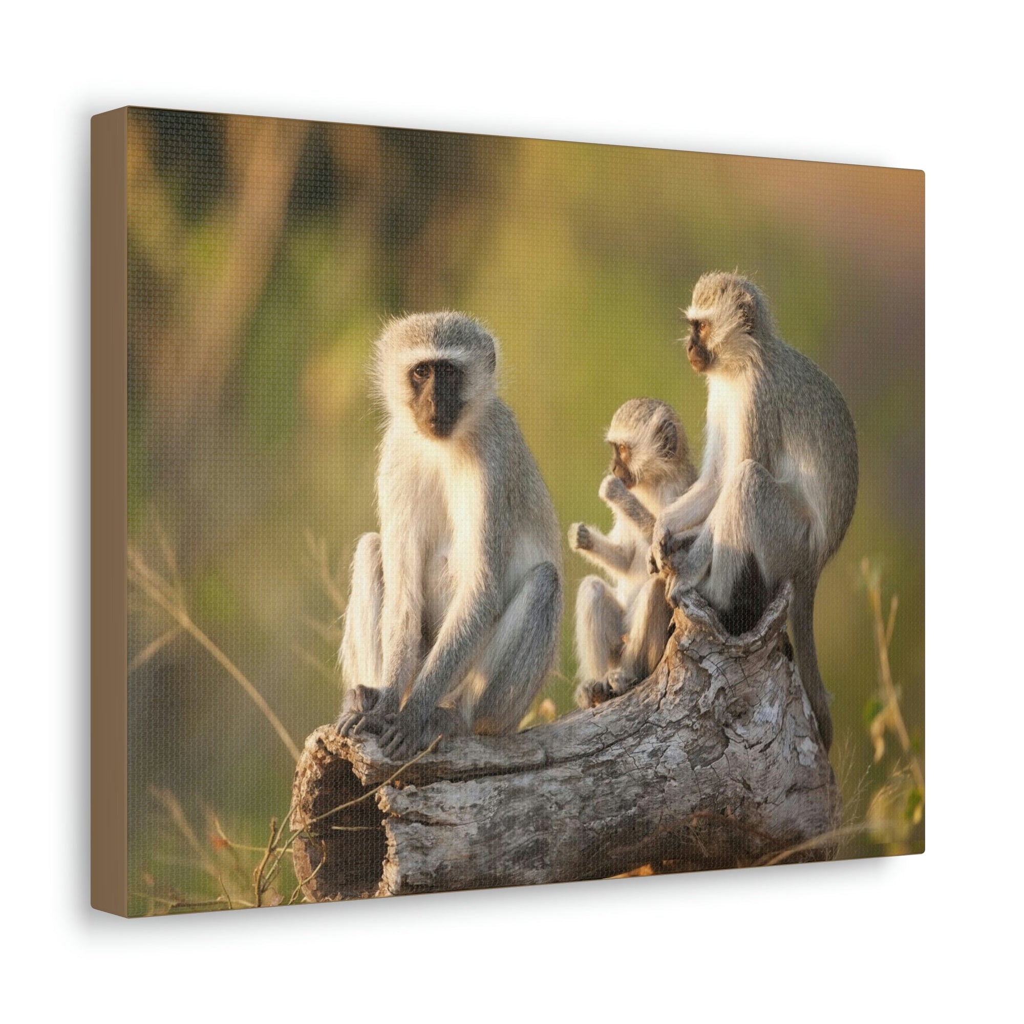 Scripture Walls Vervet Group Vervet Troop Print Animal Wall Art Wildlife Canvas Prints Wall Art Ready to Hang Unframed-Express Your Love Gifts