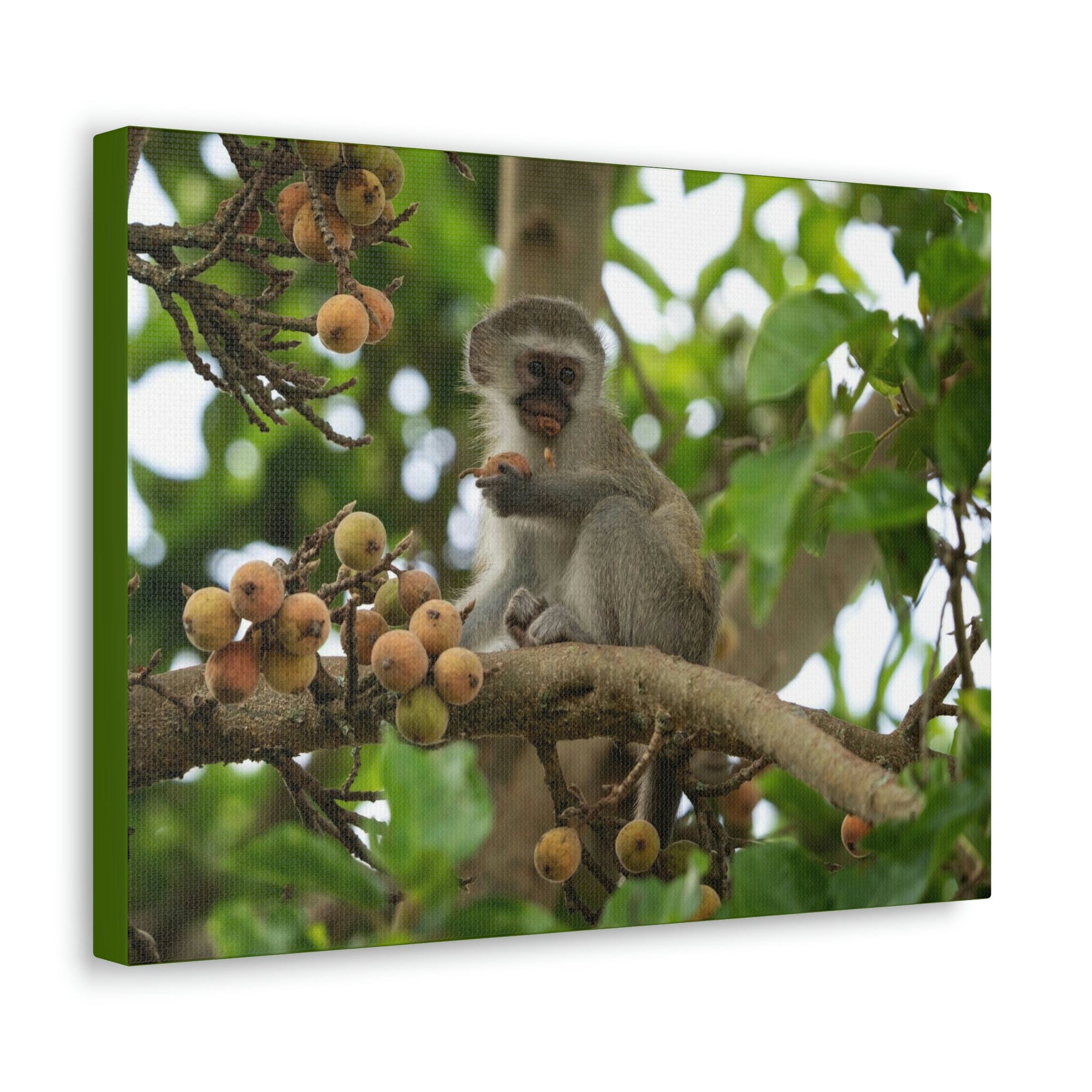 Scripture Walls Vervet Hunting Vervet on Hunt Print Animal Wall Art Wildlife Canvas Prints Wall Art Ready to Hang Unframed-Express Your Love Gifts