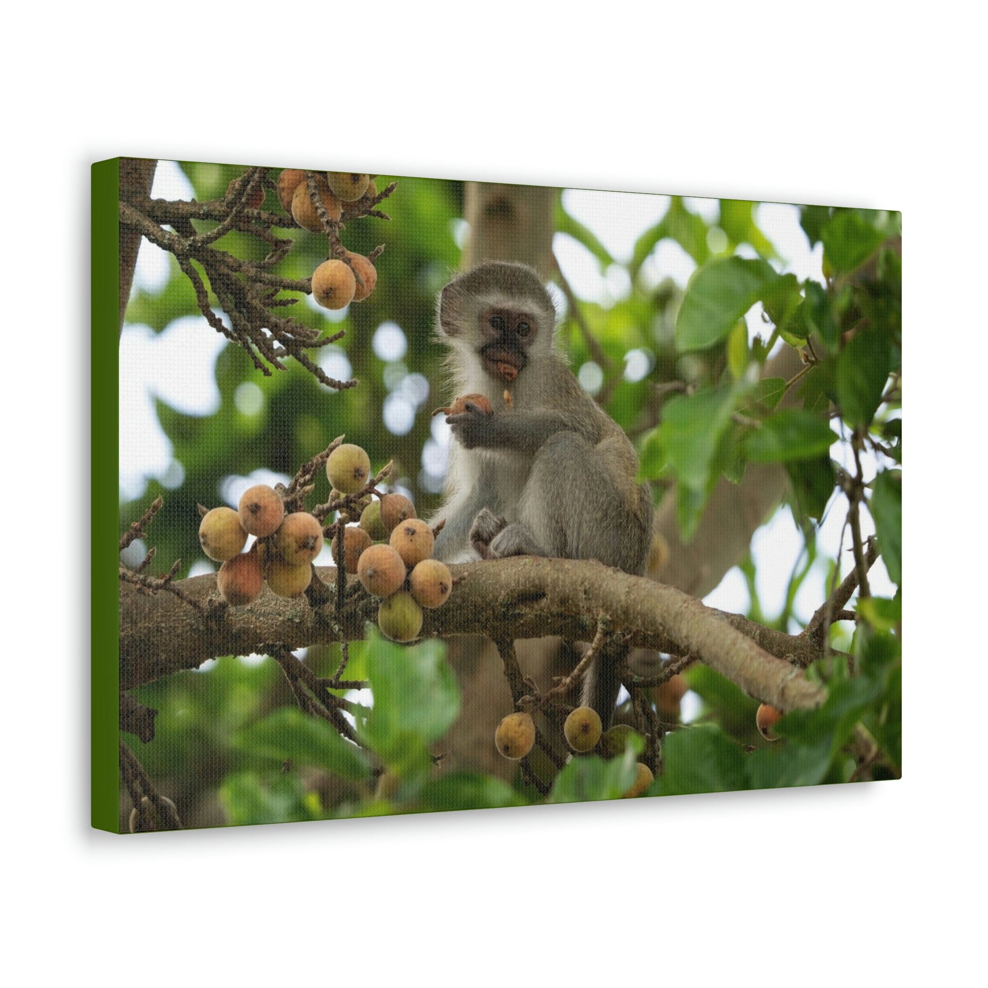 Scripture Walls Vervet Hunting Vervet on Hunt Print Animal Wall Art Wildlife Canvas Prints Wall Art Ready to Hang Unframed-Express Your Love Gifts