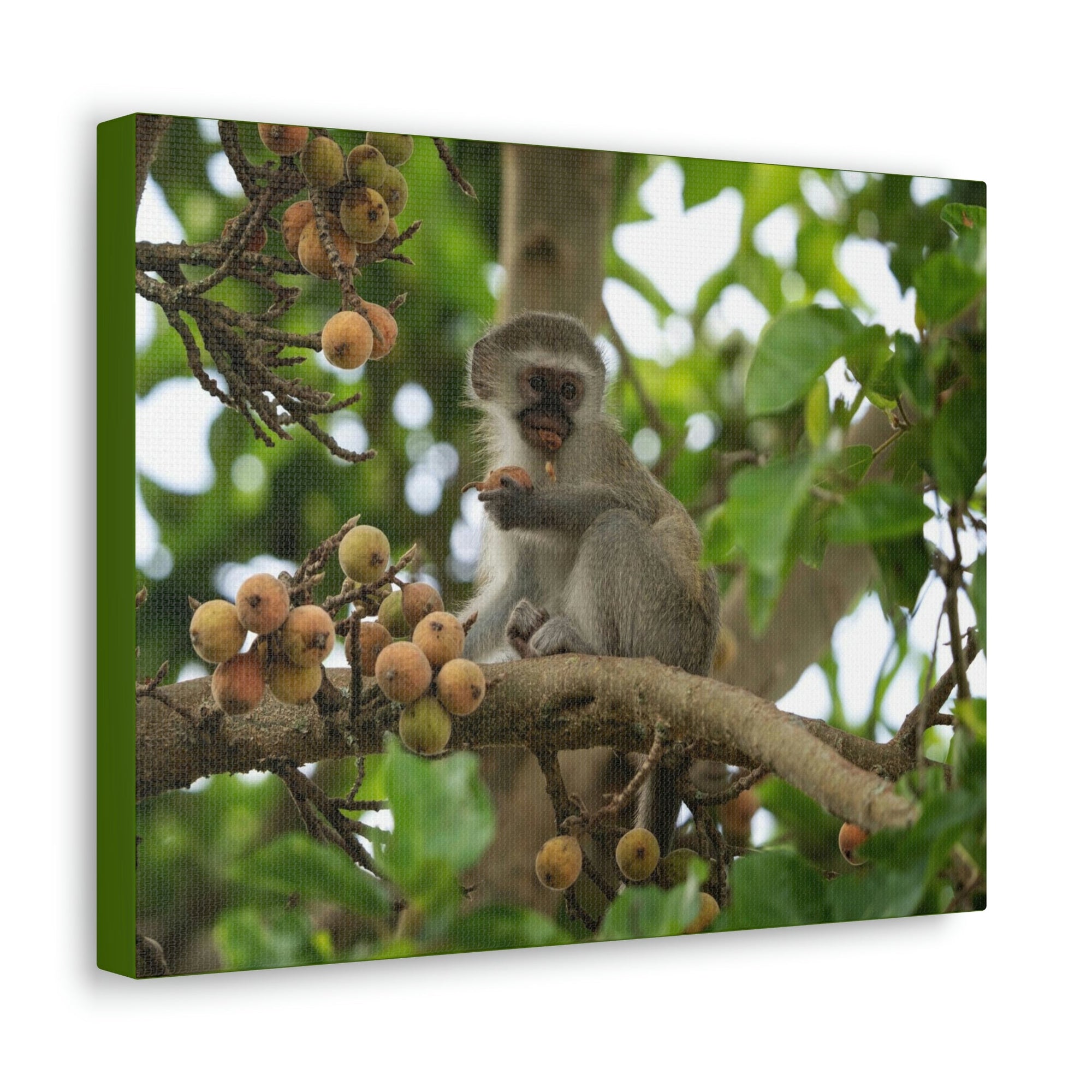 Scripture Walls Vervet Hunting Vervet on Hunt Print Animal Wall Art Wildlife Canvas Prints Wall Art Ready to Hang Unframed-Express Your Love Gifts