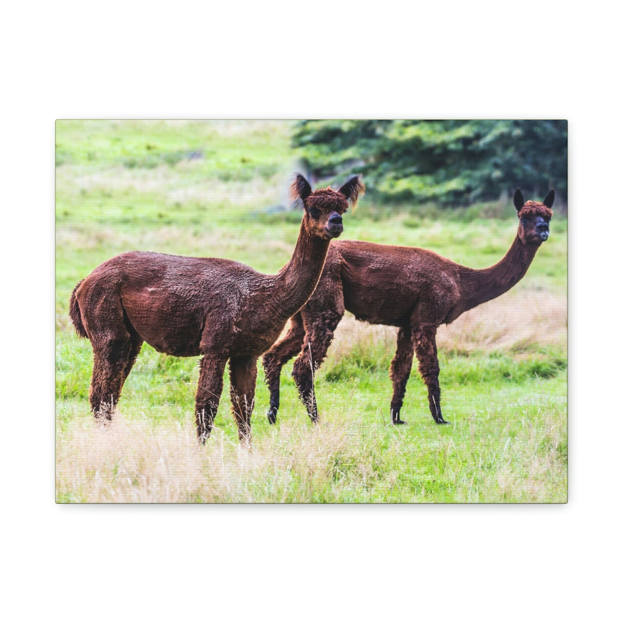 Scripture Walls Vicuna Couple Vicuna Couple Print Animal Wall Art Wildlife Canvas Prints Wall Art Ready to Hang Unframed-Express Your Love Gifts