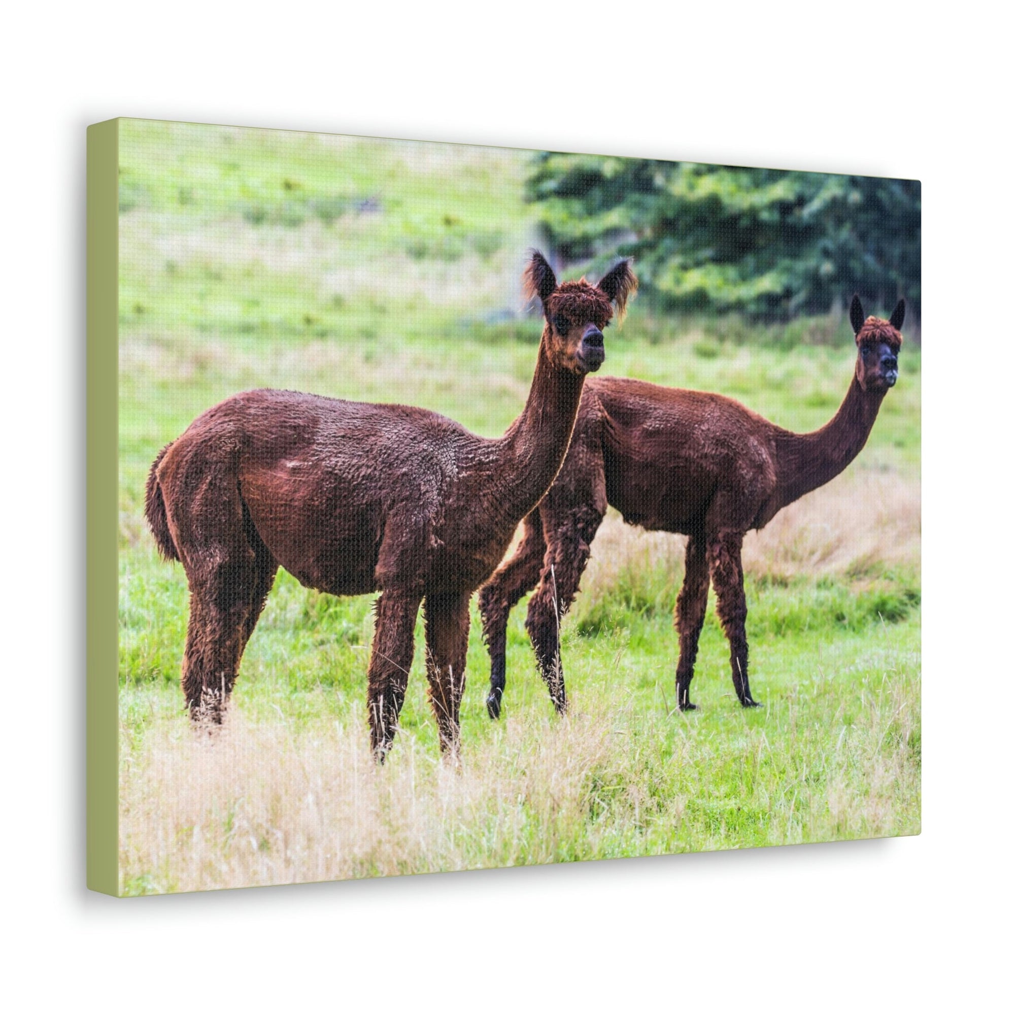 Scripture Walls Vicuna Couple Vicuna Couple Print Animal Wall Art Wildlife Canvas Prints Wall Art Ready to Hang Unframed-Express Your Love Gifts