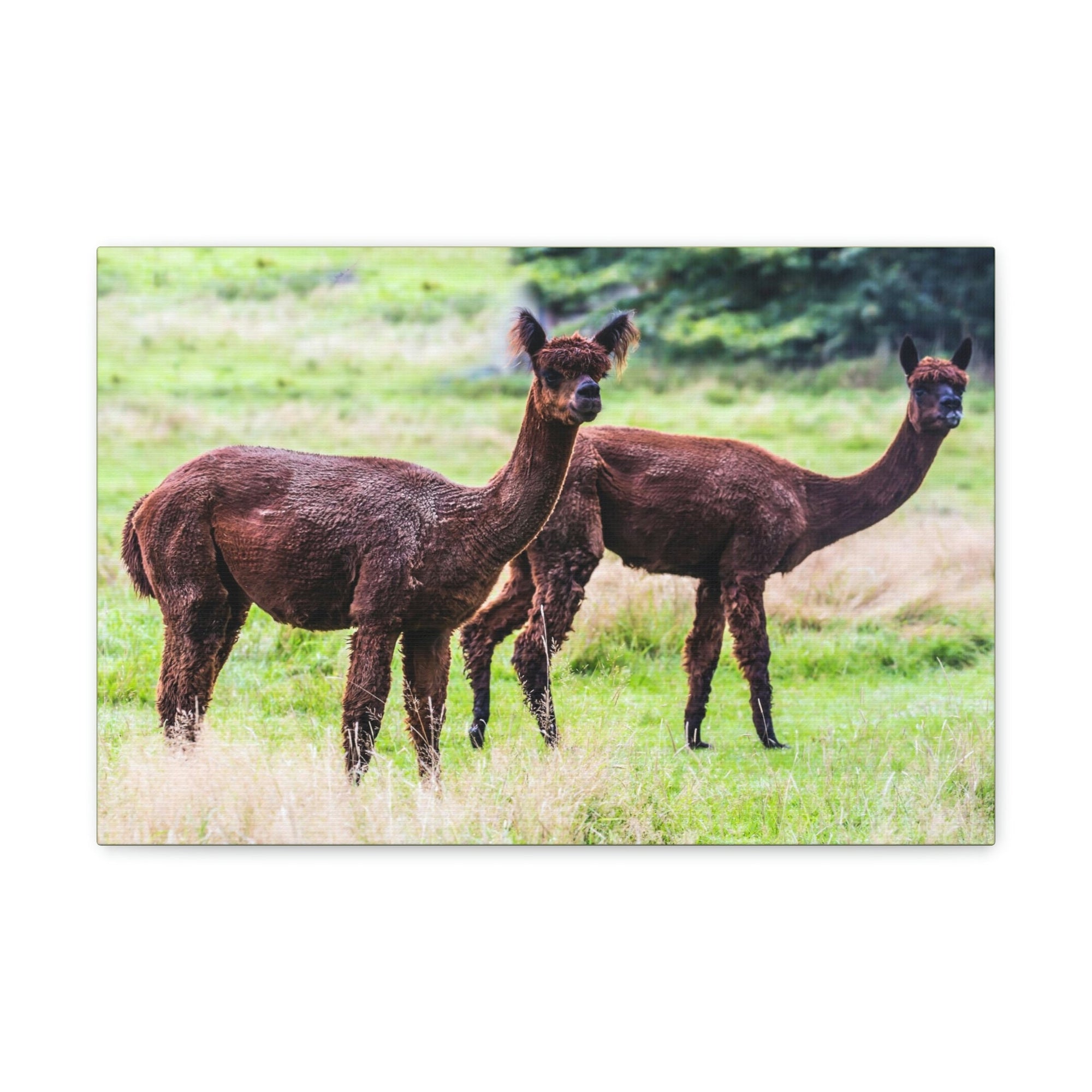 Scripture Walls Vicuna Couple Vicuna Couple Print Animal Wall Art Wildlife Canvas Prints Wall Art Ready to Hang Unframed-Express Your Love Gifts